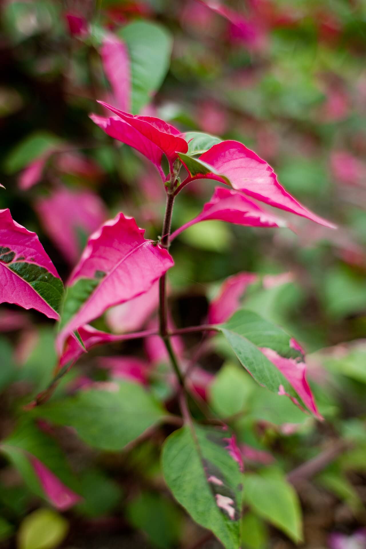 Close view of Blood Leaf (Iresine diffusa) foliage.