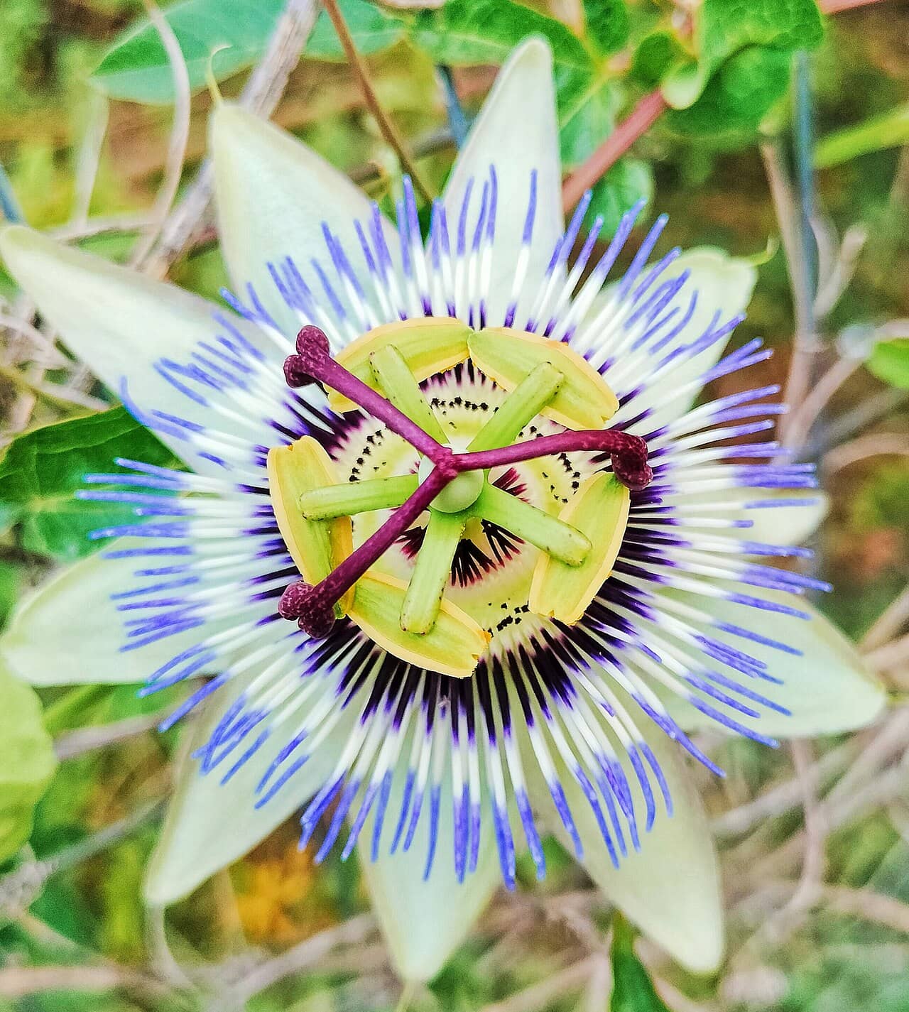 Flowers of Blue passion flower (Passiflora caerulea).