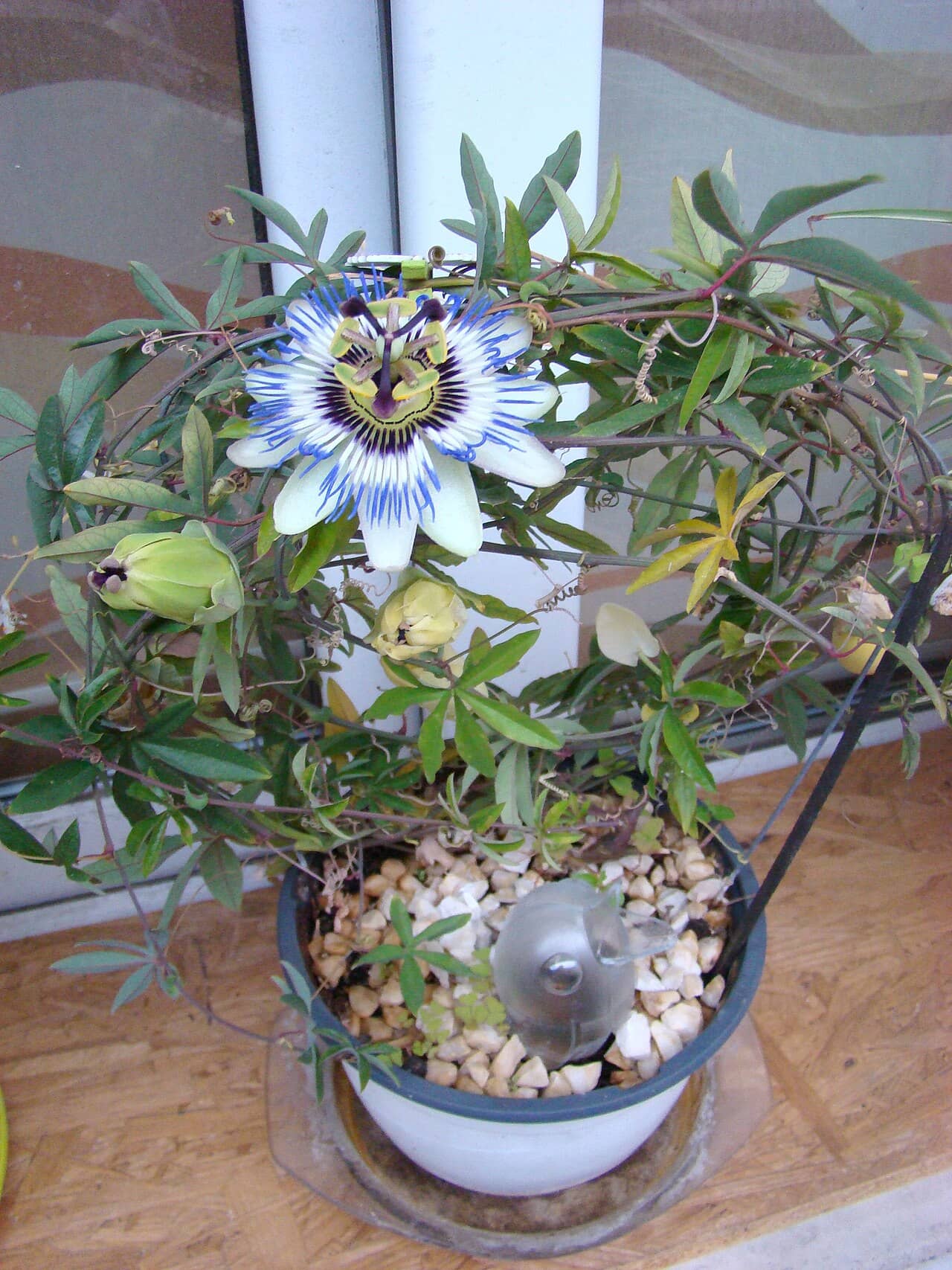 Blue passion flower (Passiflora caerulea) growing in a pot.