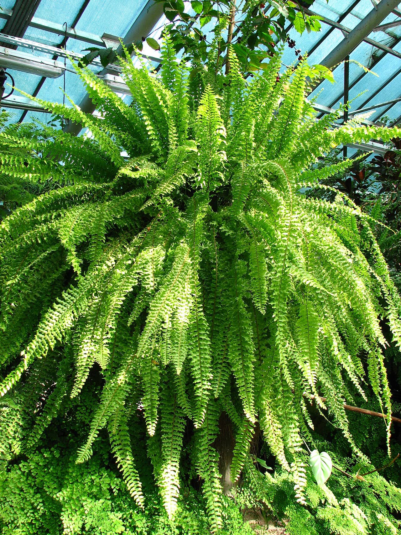 Boston fern (Nephrolepis exaltata), the whole plant.
