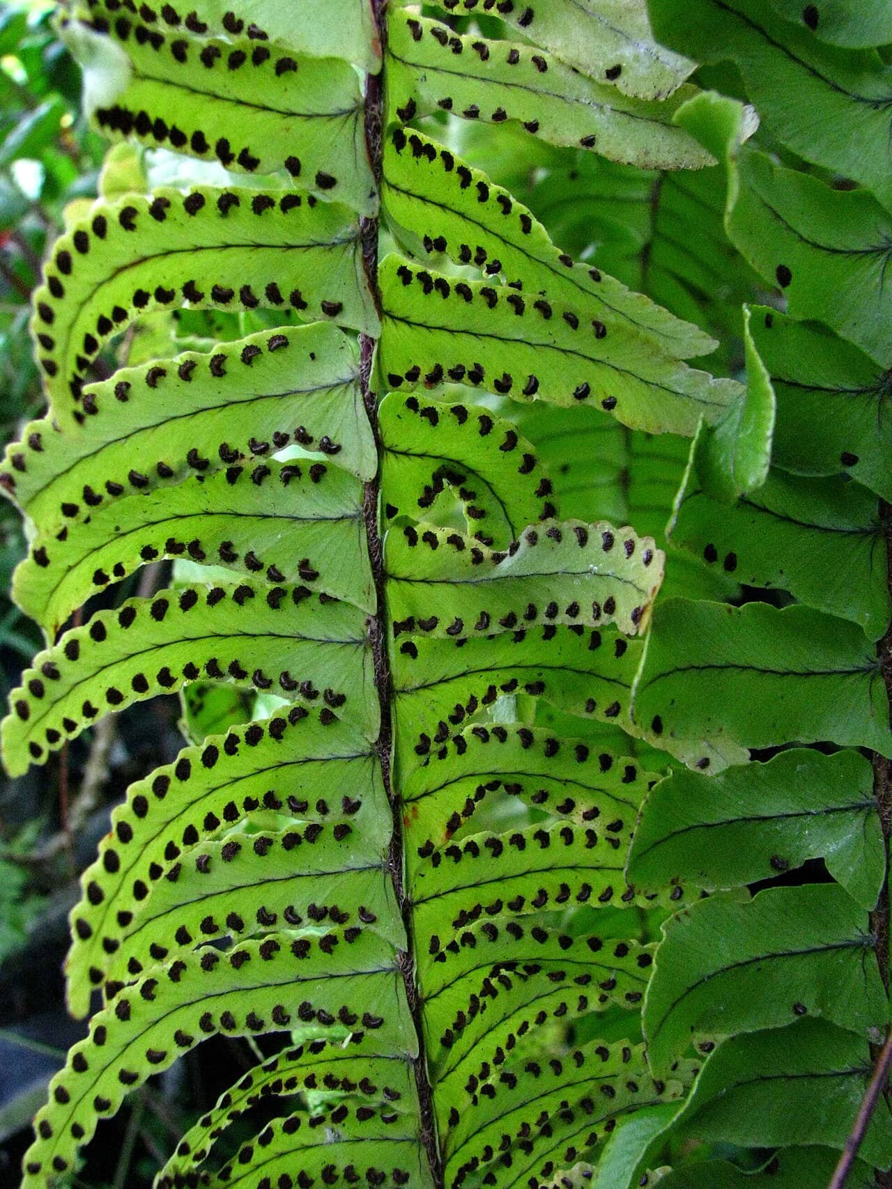 Close view of Boston fern (Nephrolepis exaltata) foliage.