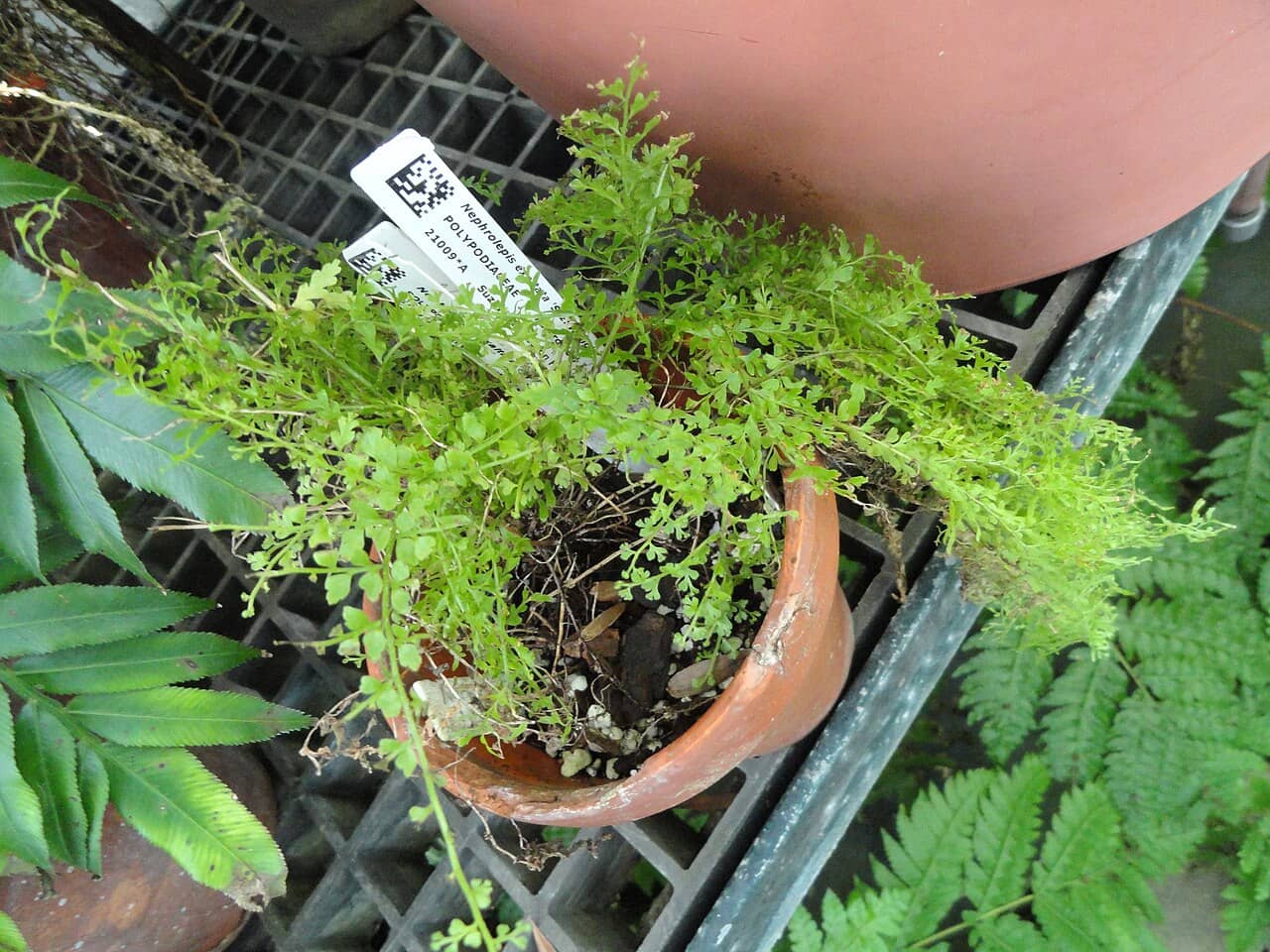 Boston fern (Nephrolepis exaltata) growing in a pot.