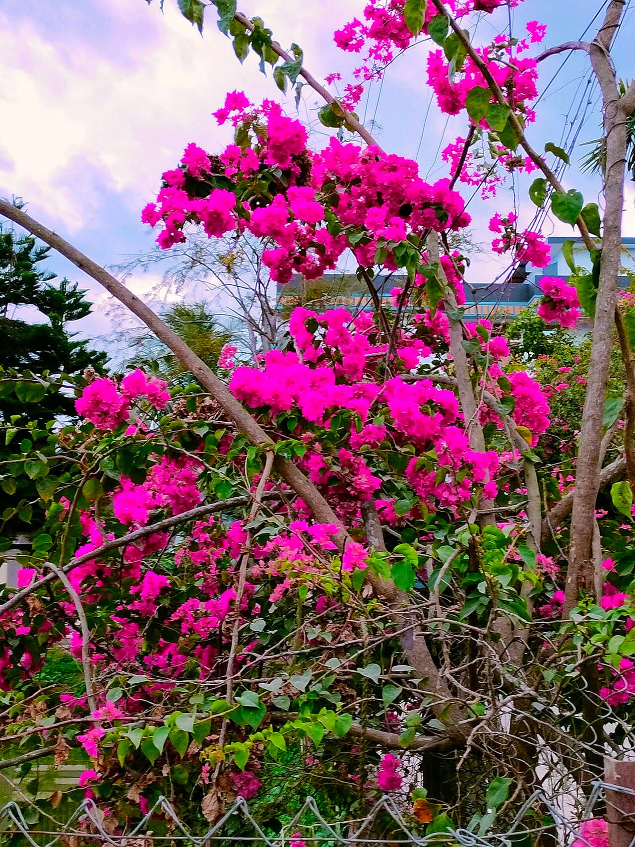 Bougainvillea (Bougainvillea glabra), the whole plant.