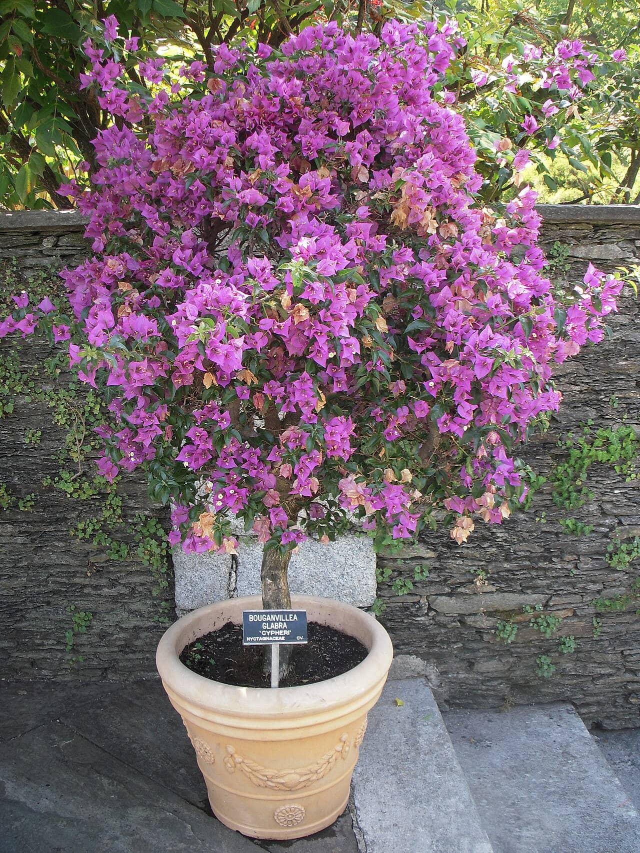 Bougainvillea (Bougainvillea glabra) growing in a pot.