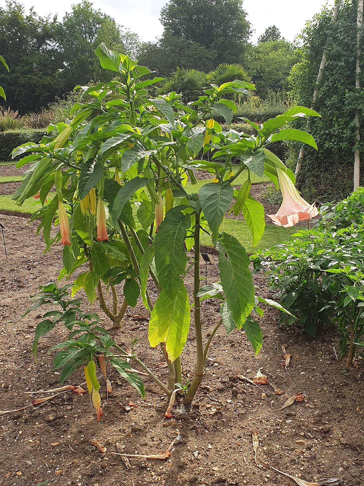 Angel's Trumpet (Brugmansia × candida), the whole plant.