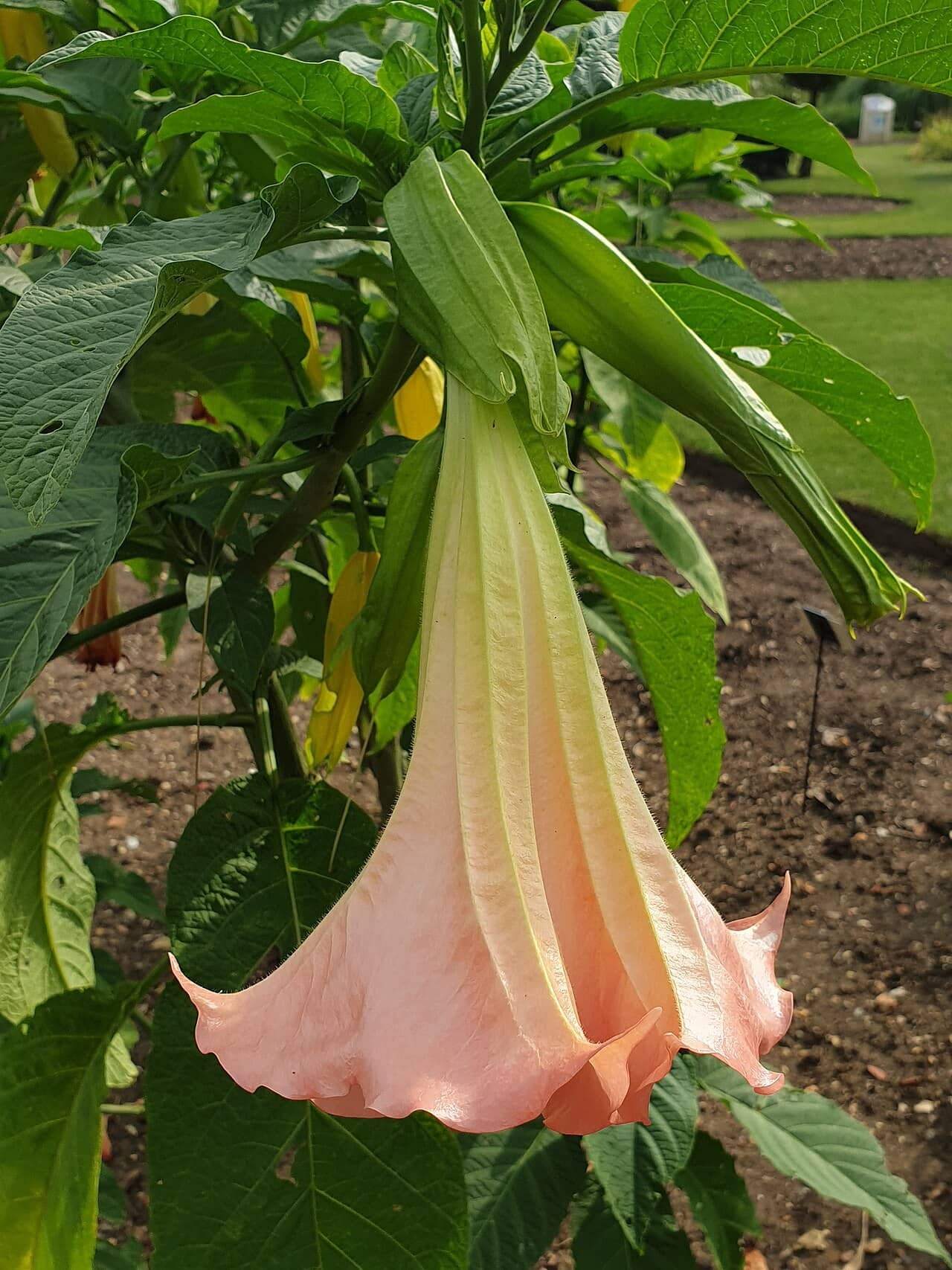 Flowers of Angel's Trumpet (Brugmansia × candida).