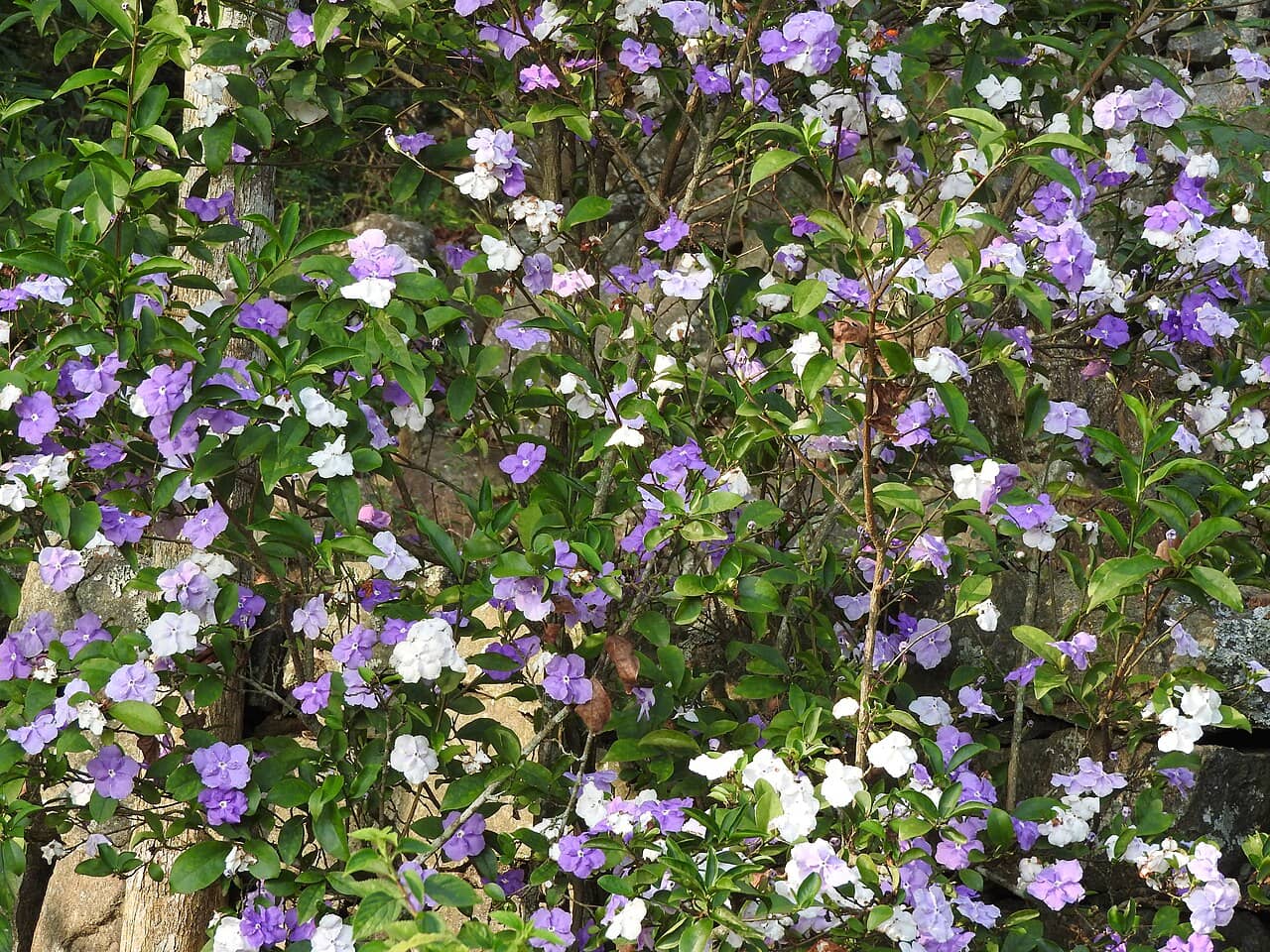 Brazil Raintree (Brunfelsia pauciflora), the whole plant.