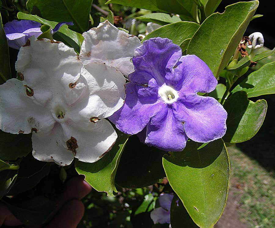 Flowers of Brazil Raintree (Brunfelsia pauciflora).