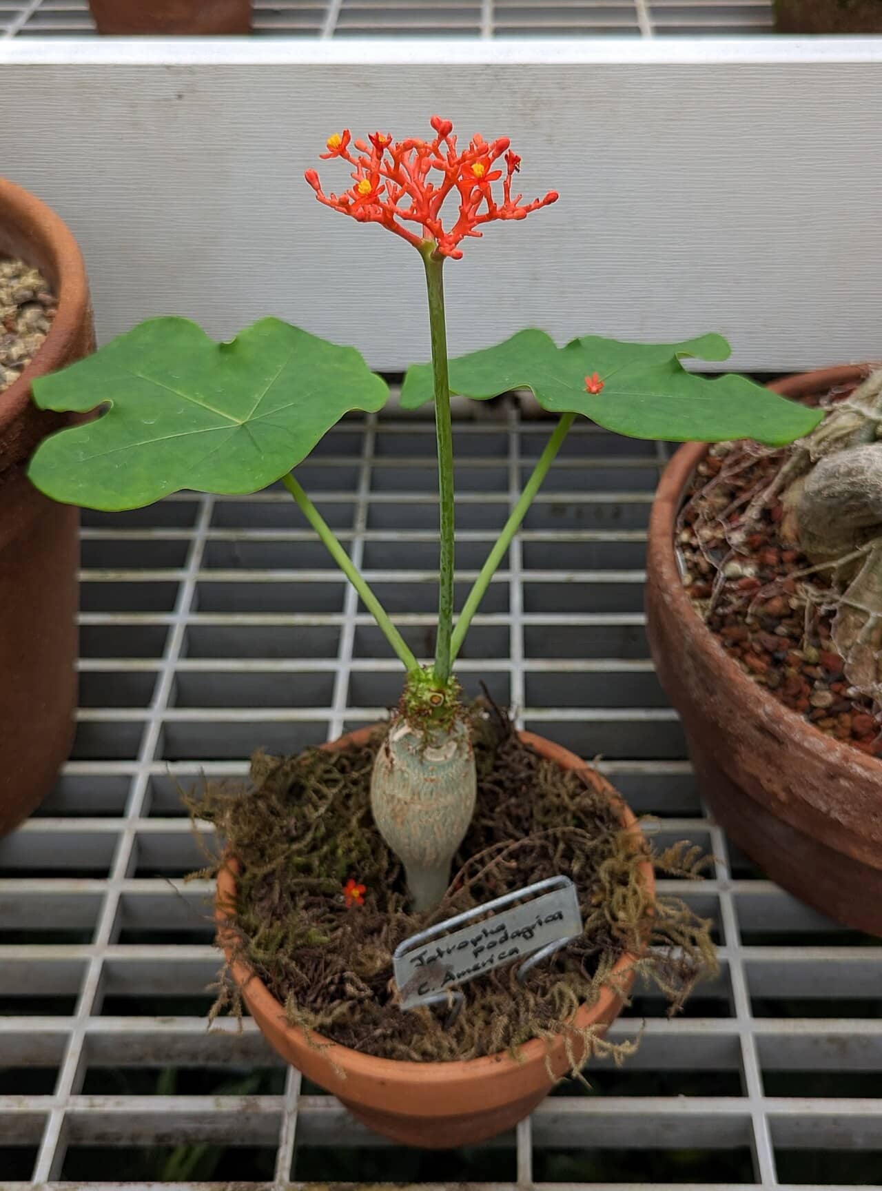 Buddha Belly Plant (Jatropha podagrica), the whole plant.