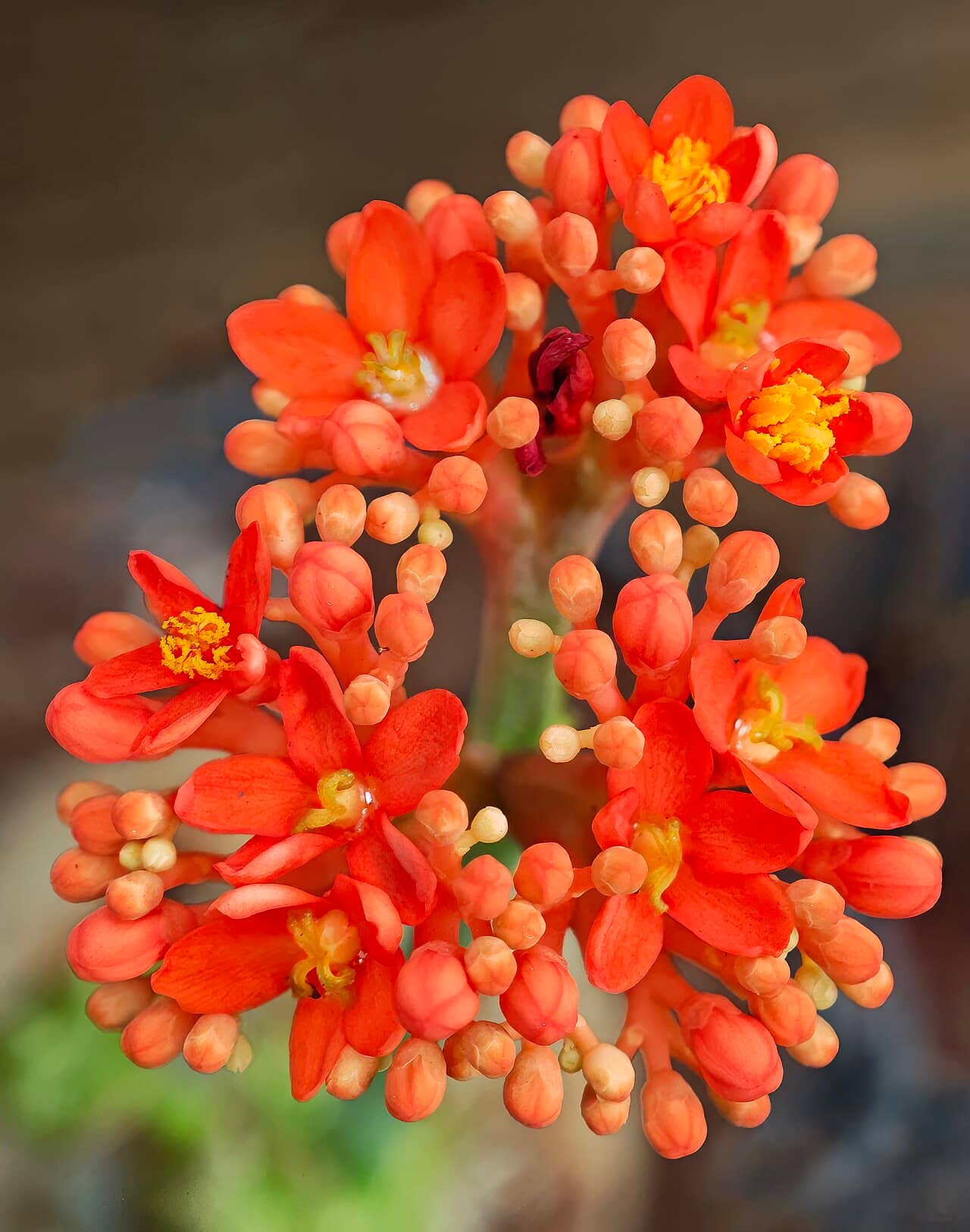 Flowers of Buddha Belly Plant (Jatropha podagrica).