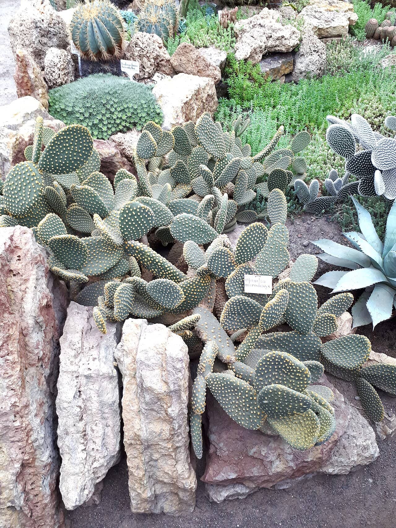 Bunny ears cactus (Opuntia microdasys), the whole plant.