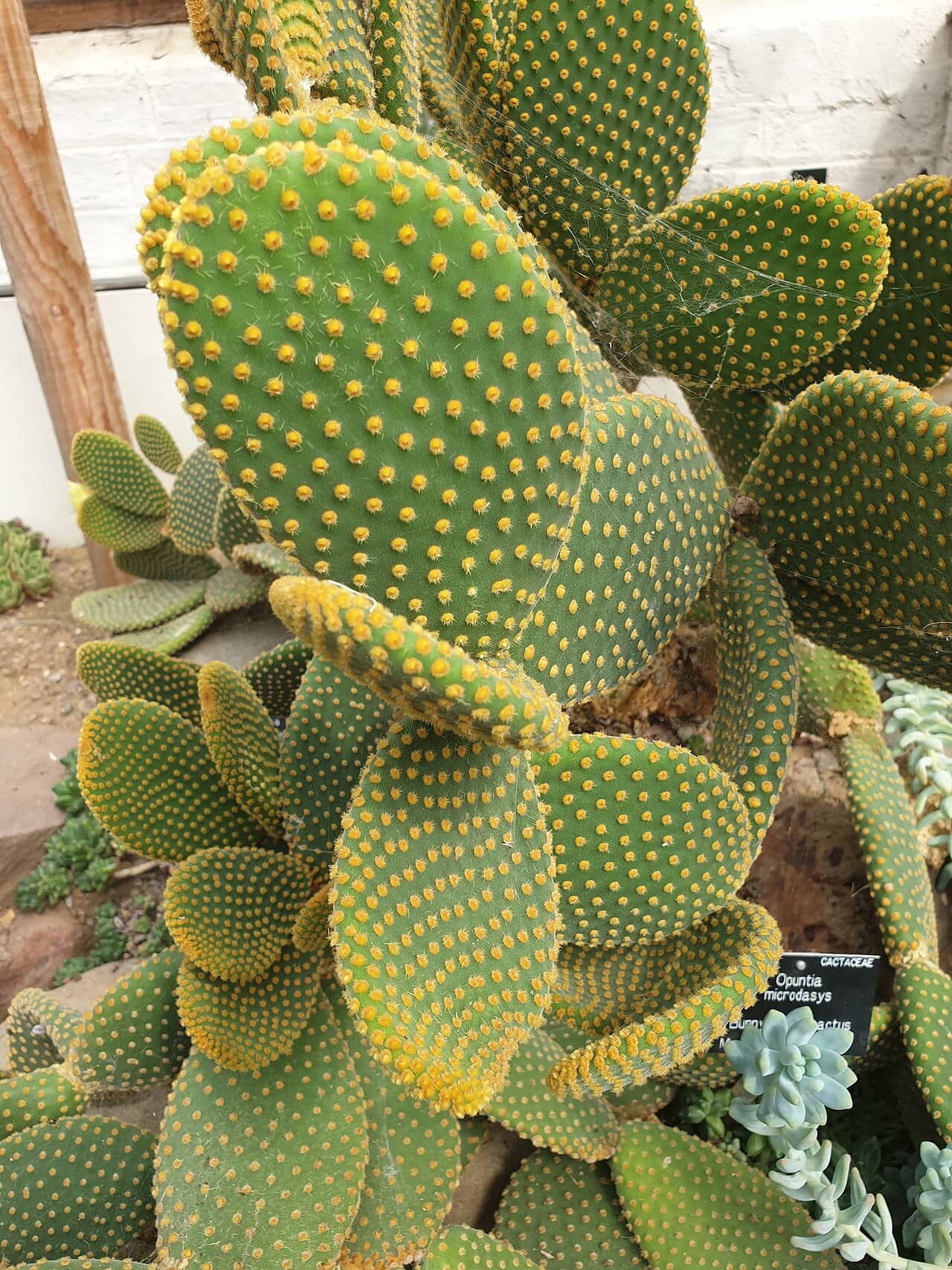 Close view of Bunny ears cactus (Opuntia microdasys) foliage.