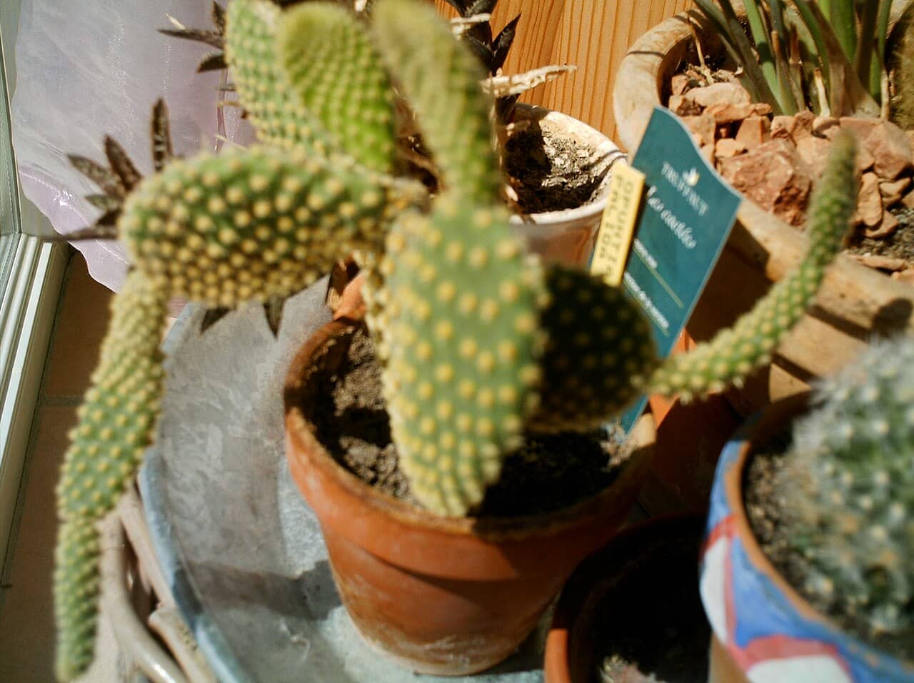 Bunny ears cactus (Opuntia microdasys) growing in a pot.