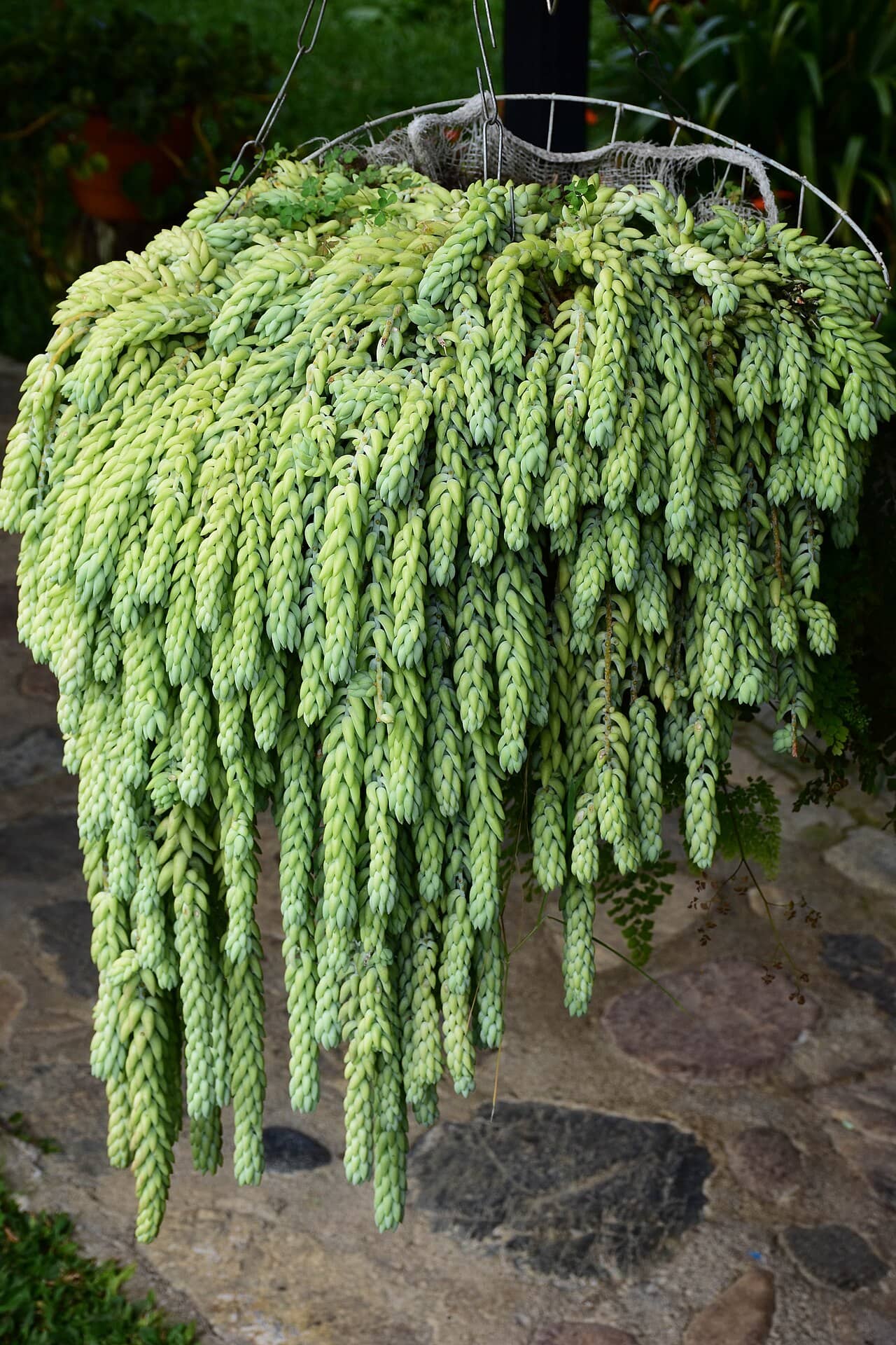 Burro's tail (Sedum morganianum), the whole plant.