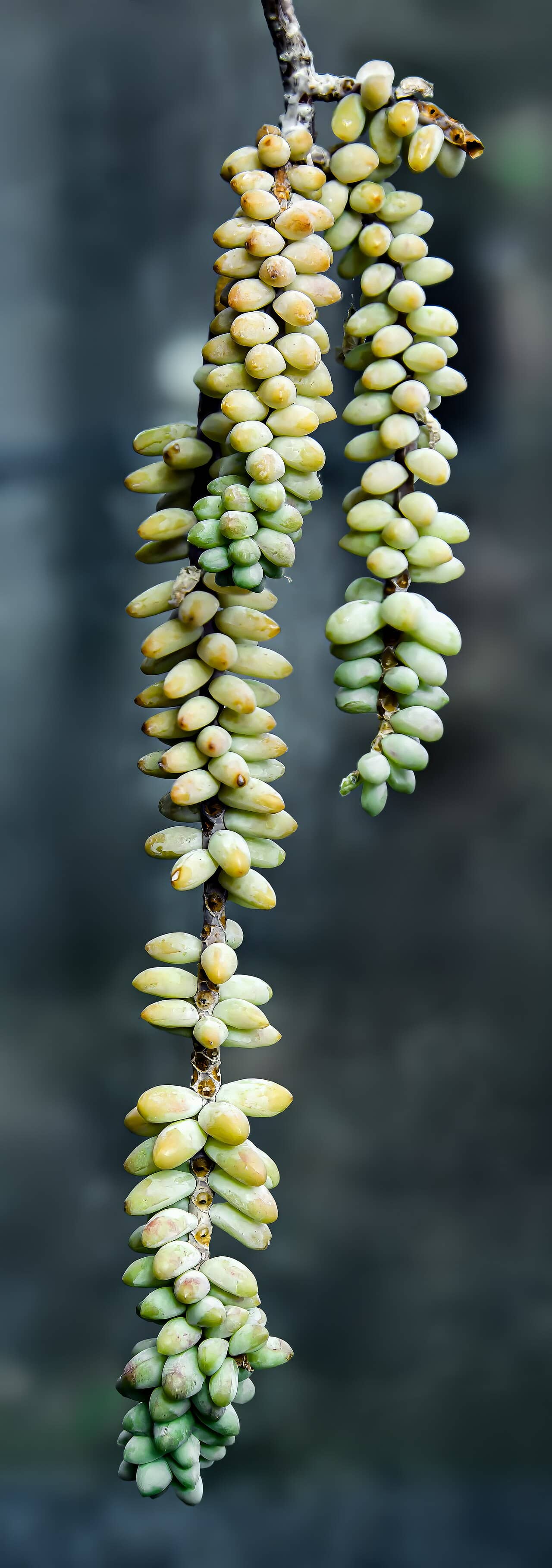 Close view of Burro's tail (Sedum morganianum) foliage.