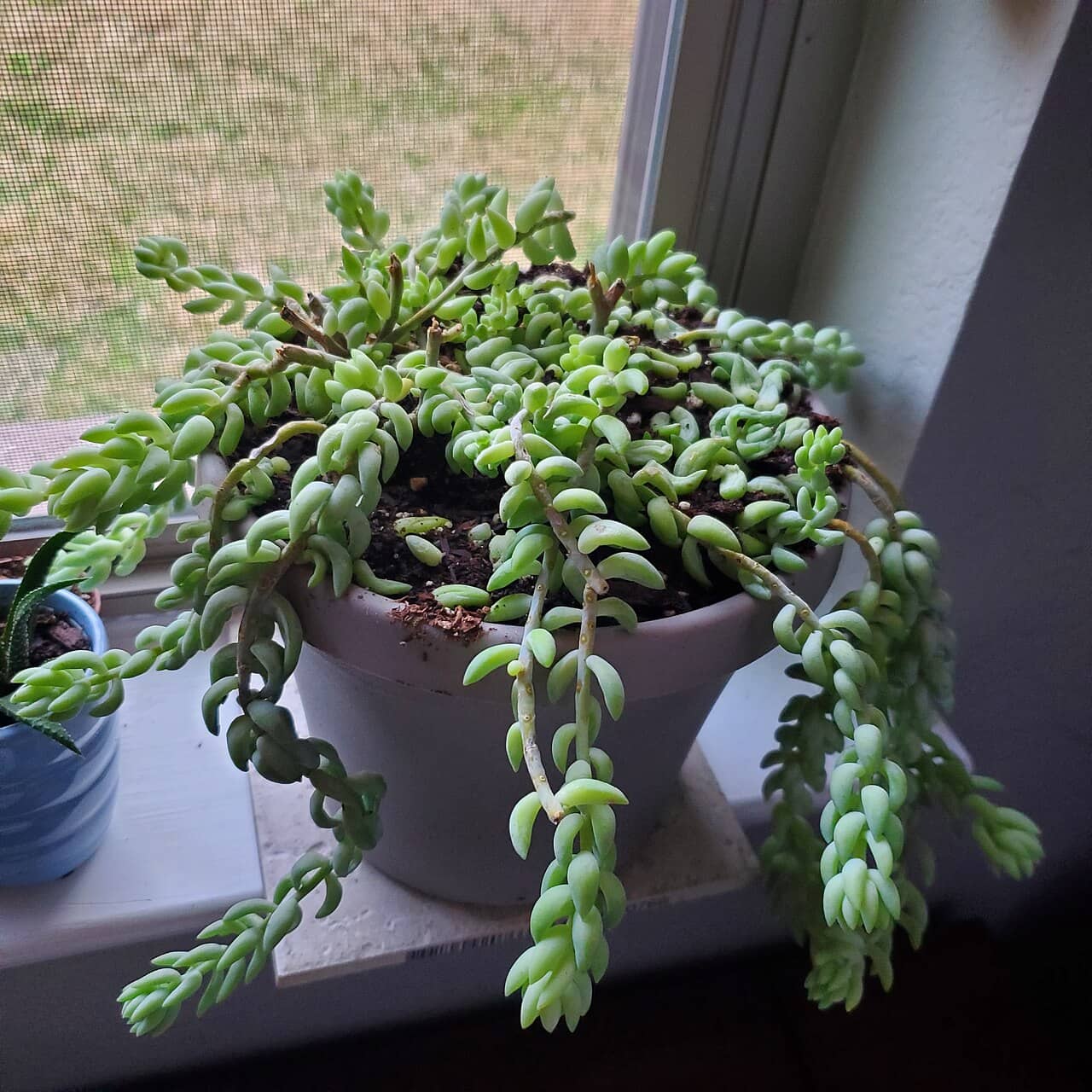 Burro's tail (Sedum morganianum) growing in a pot.
