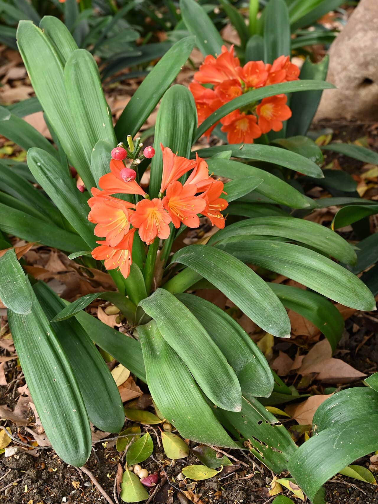 Bush lily (Clivia miniata), the whole plant.