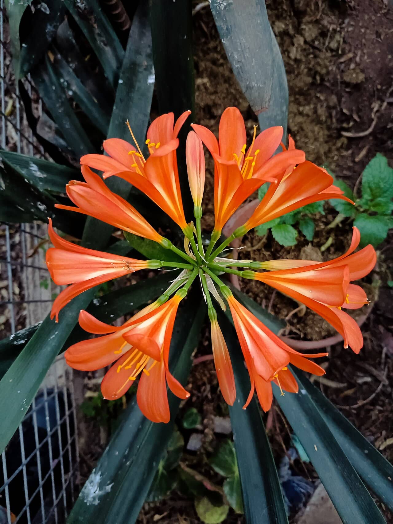 Flowers of Bush lily (Clivia miniata).