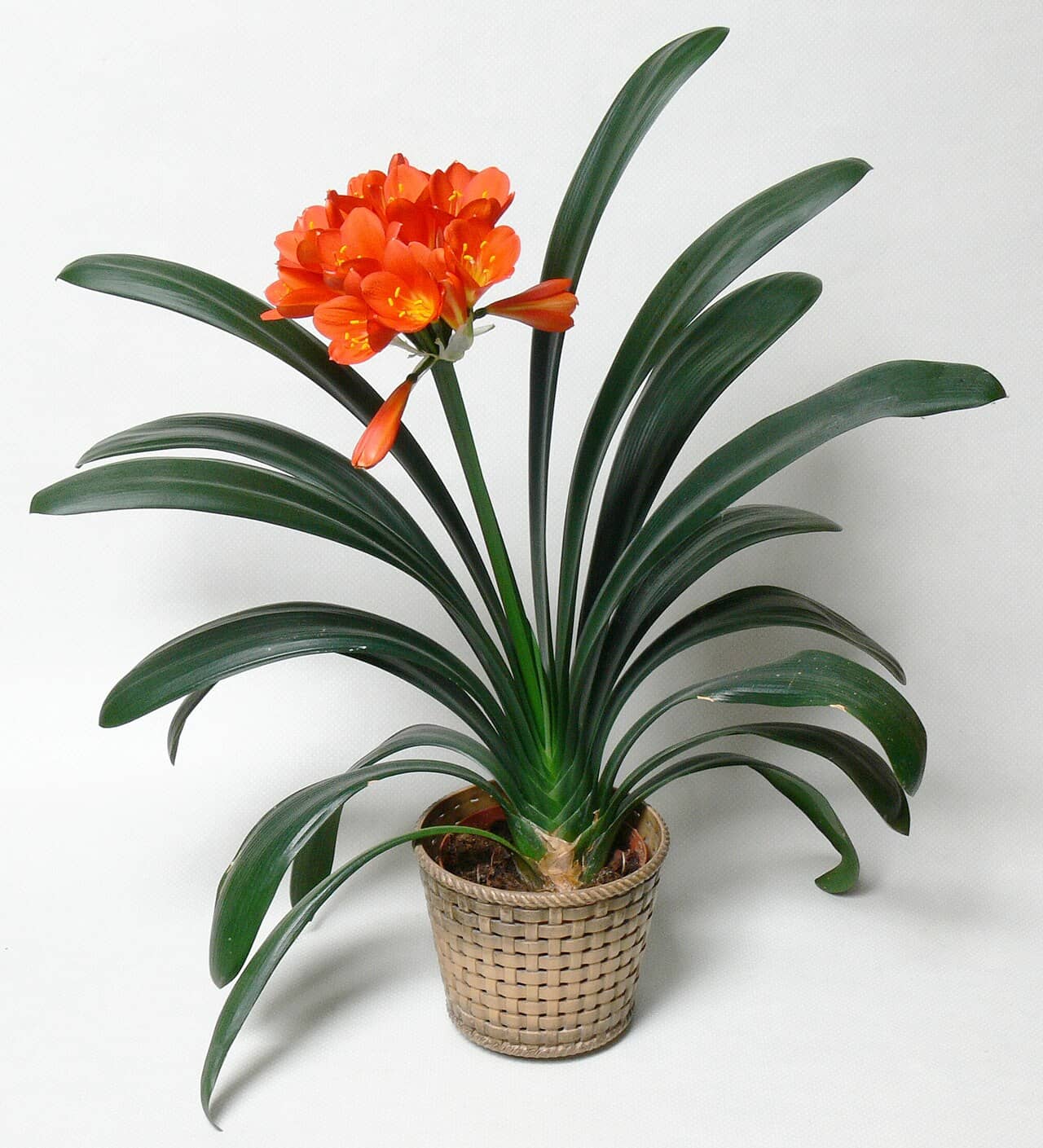 Bush lily (Clivia miniata) growing in a pot.