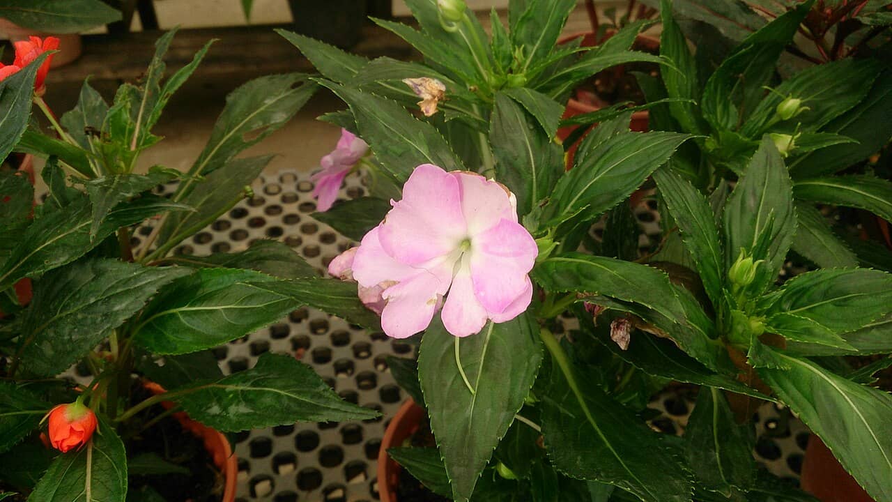 Busy Lizzie (Impatiens walleriana), the whole plant.