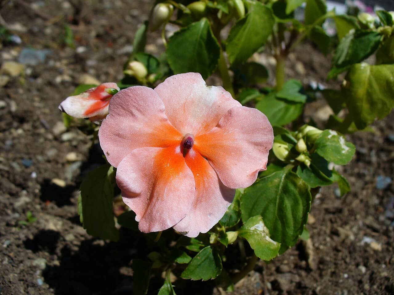Flowers of Busy Lizzie (Impatiens walleriana).