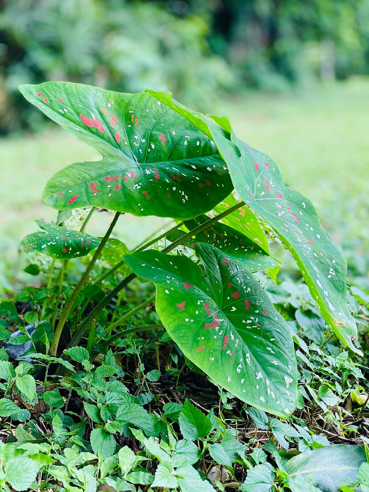 Angel Wings (Caladium bicolor), the whole plant.