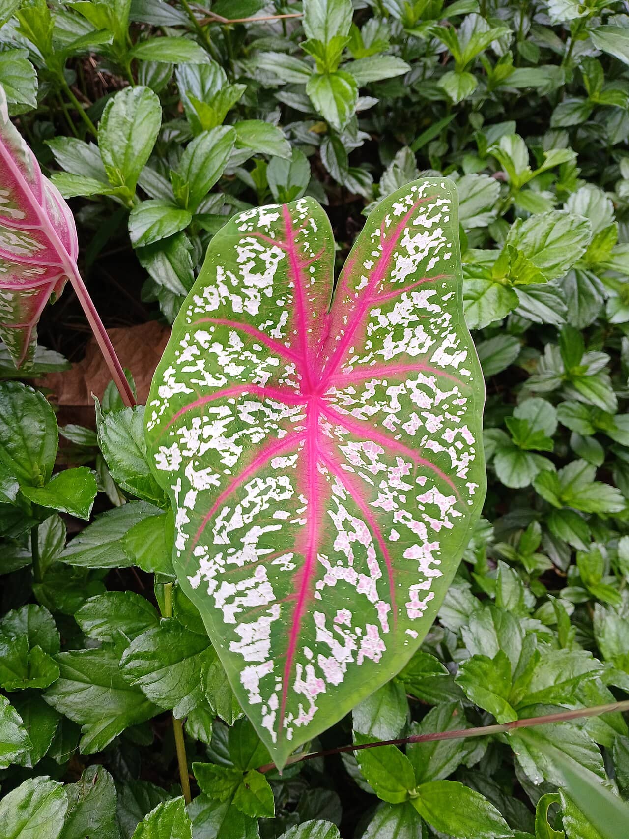 Close view of Angel Wings (Caladium bicolor) foliage.