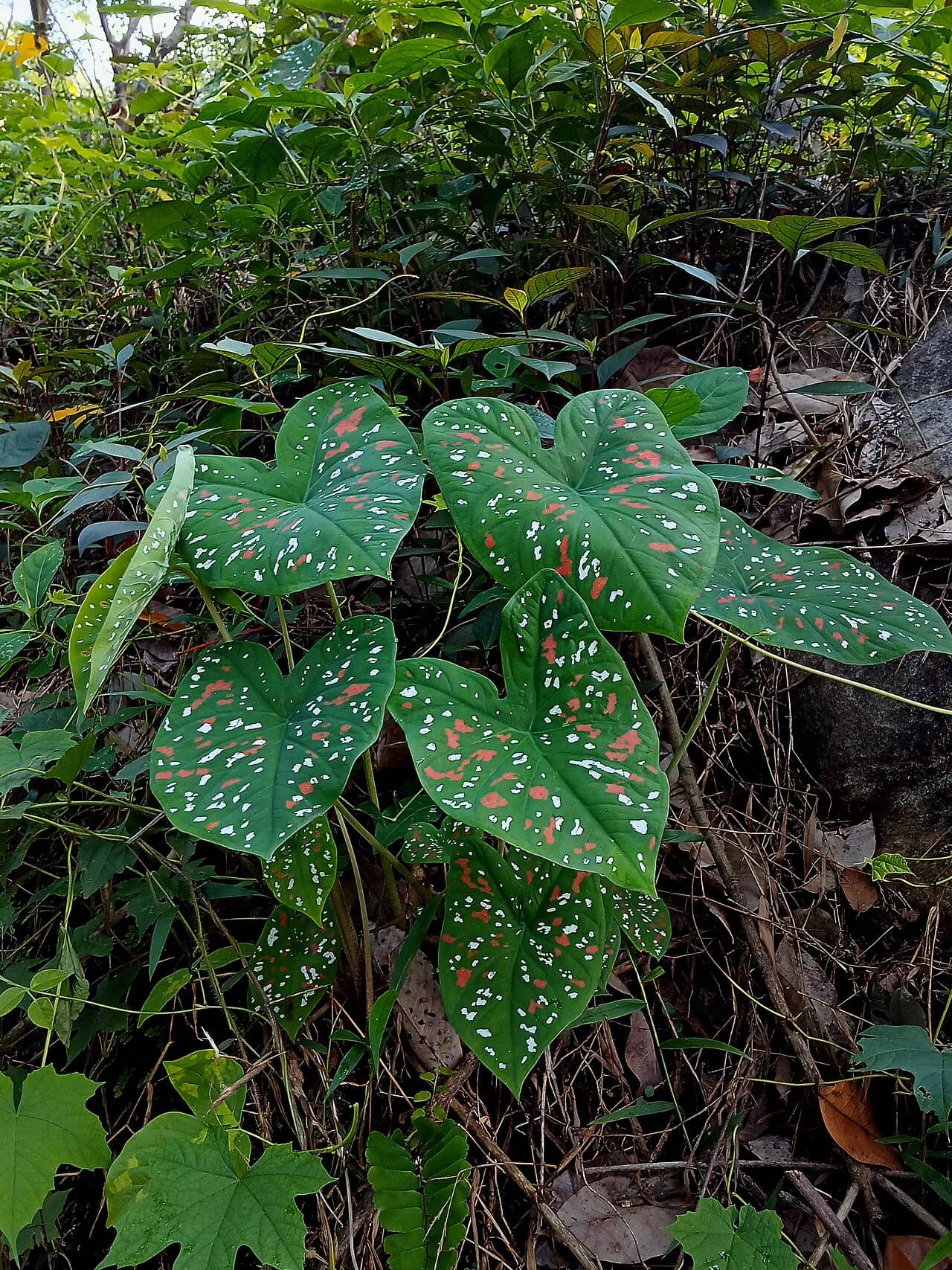 Angel Wings (Caladium bicolor) growing wild.
