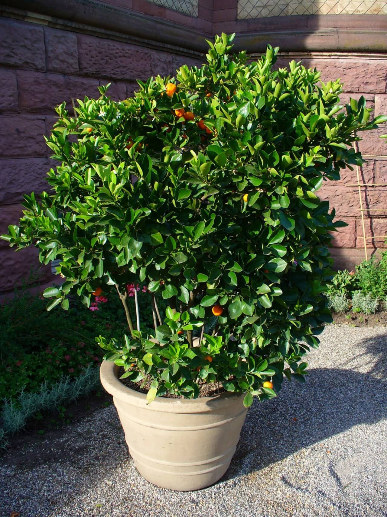 Calamondin (Citrus x microcarpa), the whole plant.