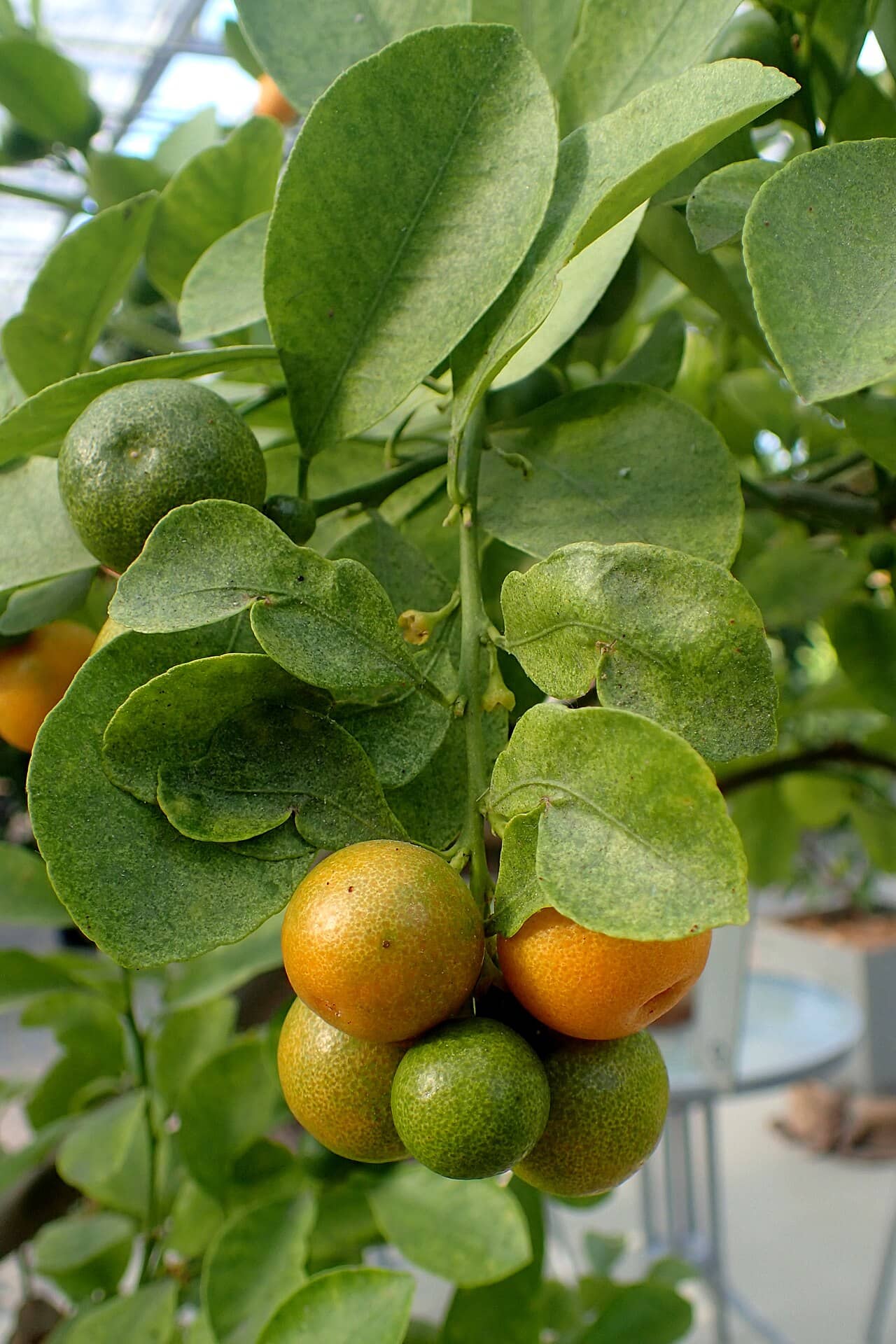 Close view of Calamondin (Citrus x microcarpa) foliage.