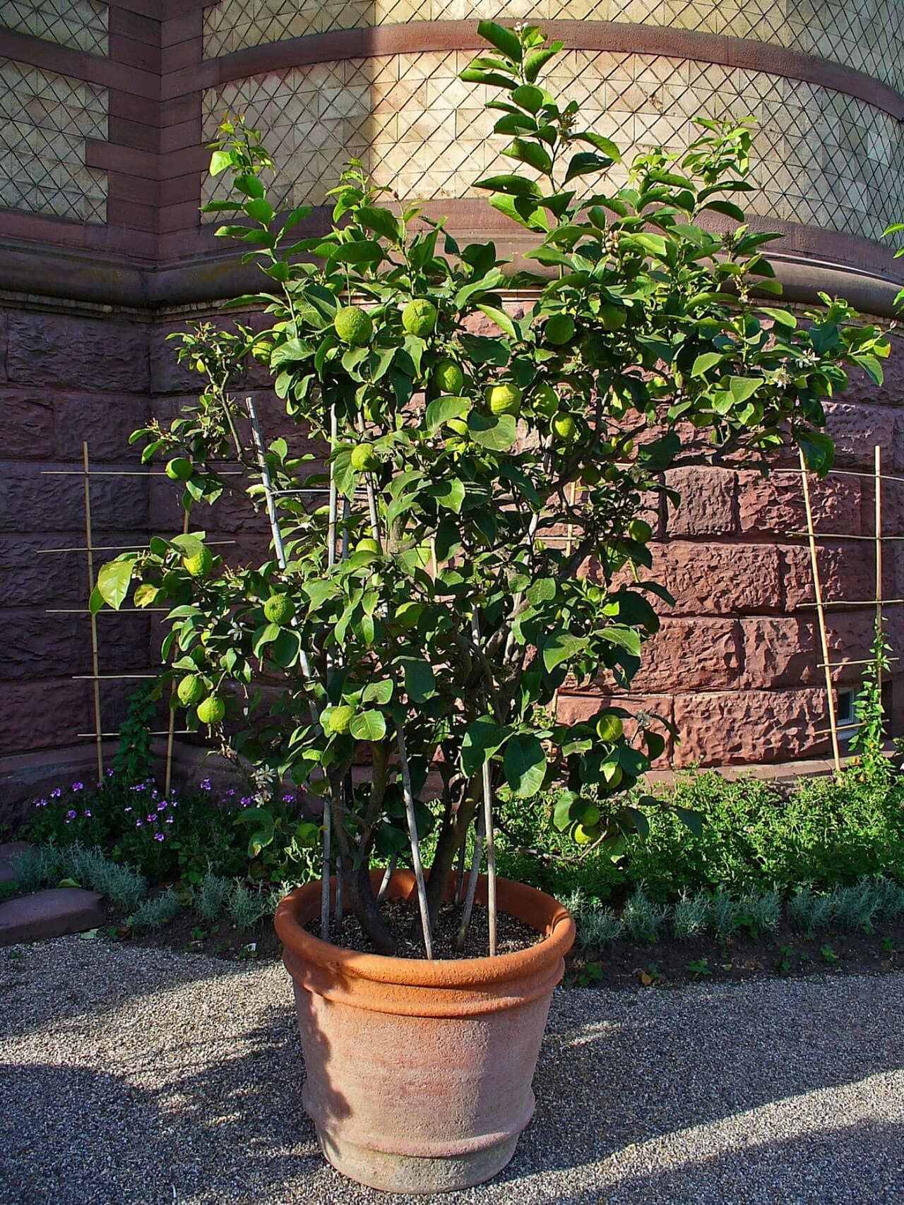Calamondin (Citrus x microcarpa) growing in a pot.
