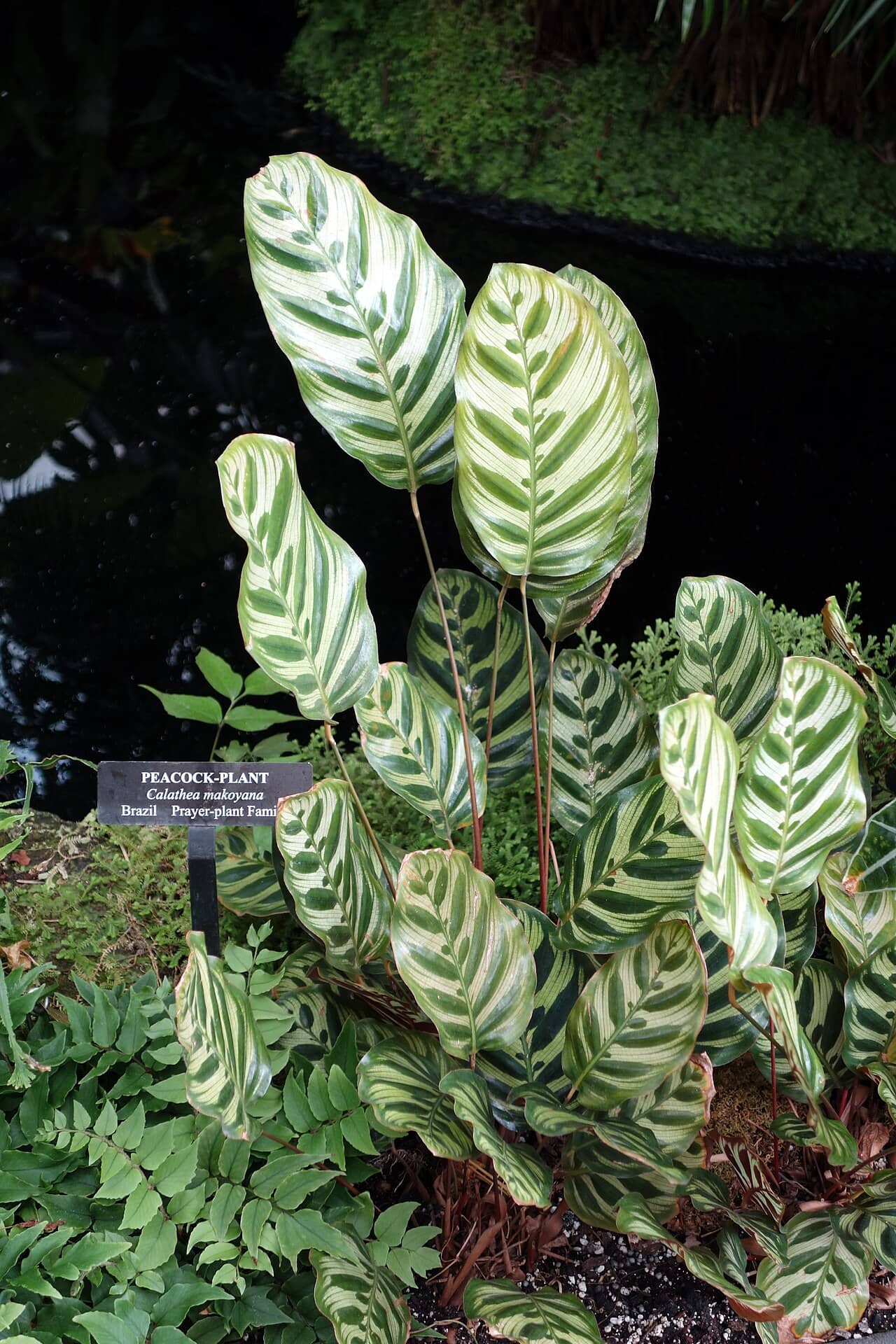 Peacock plant (Goeppertia makoyana), the whole plant.