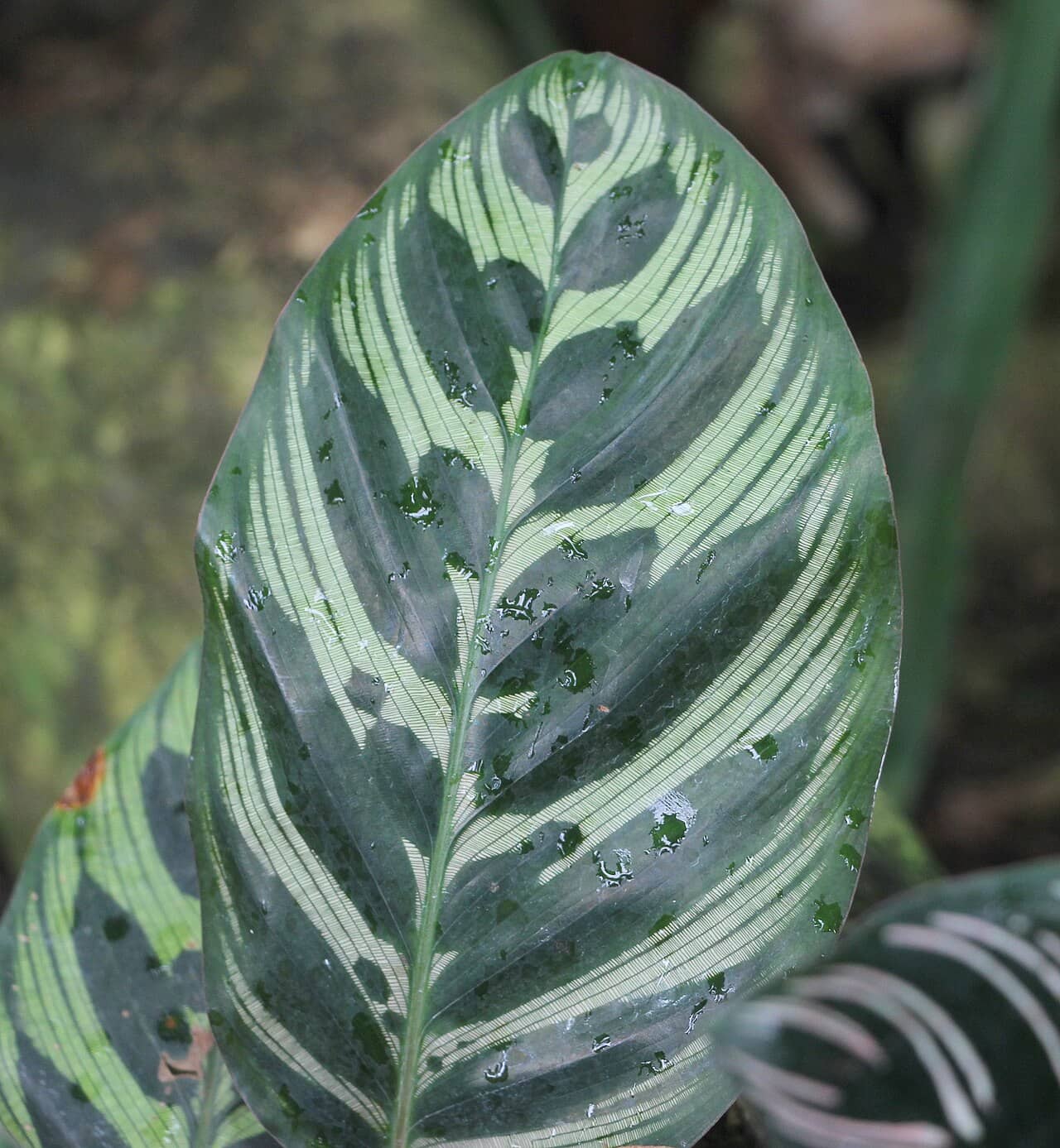 Close view of Peacock plant (Goeppertia makoyana) foliage.