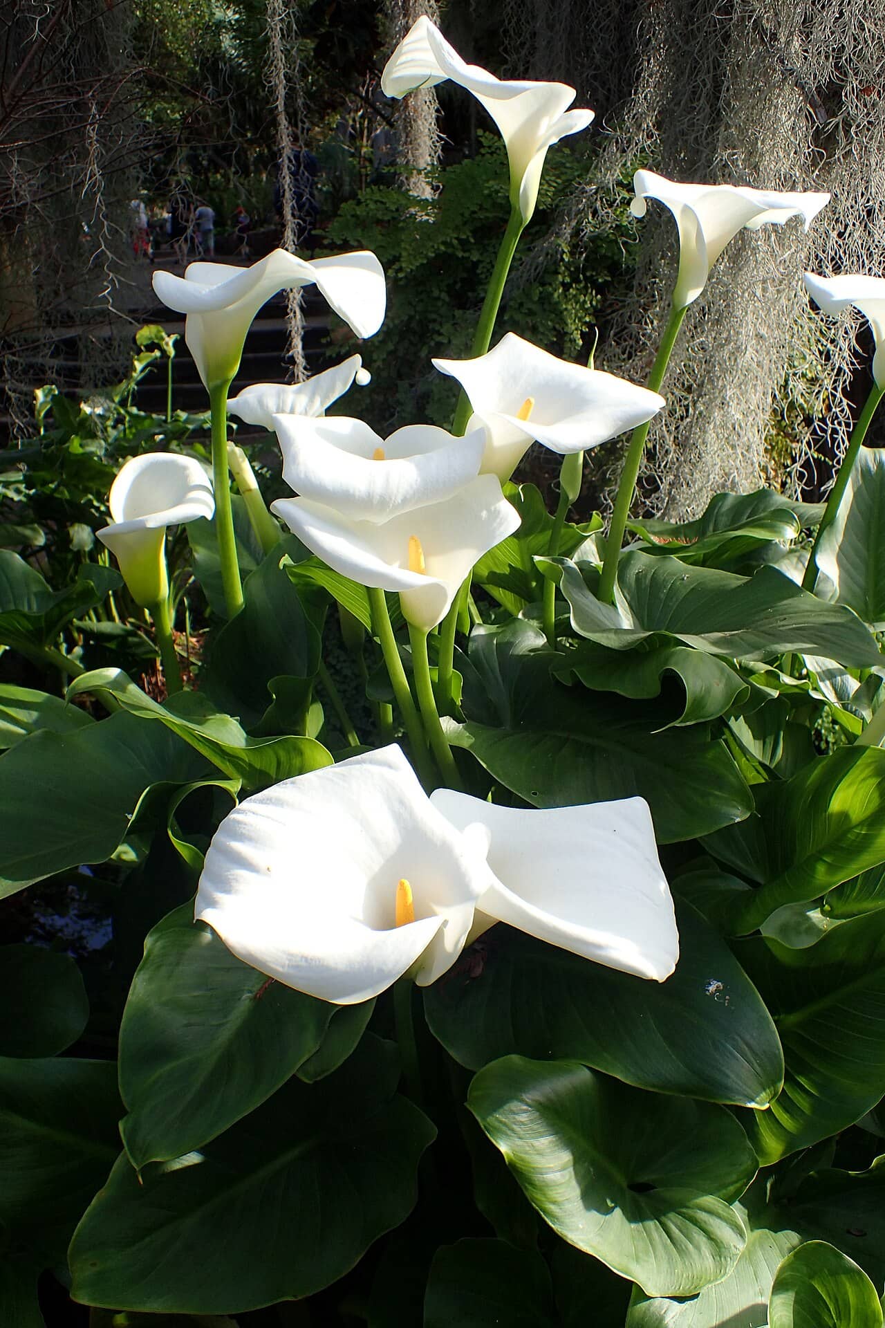 Calla lily (Zantedeschia aethiopica), the whole plant.