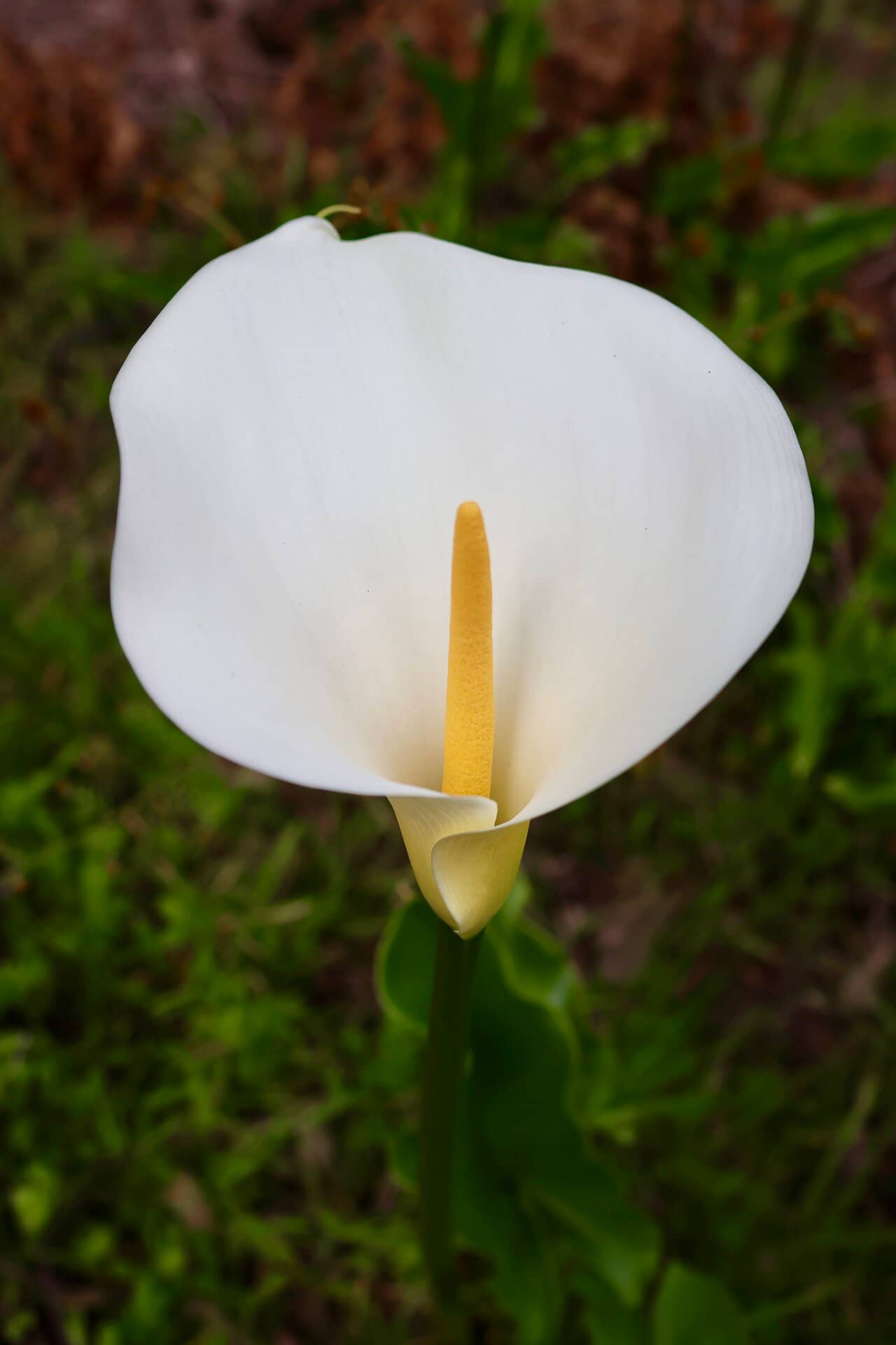 Flowers of Calla lily (Zantedeschia aethiopica).
