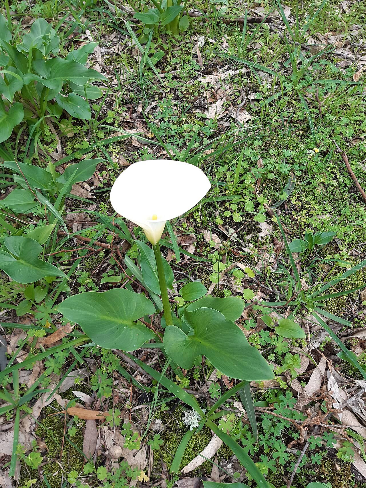 Calla lily (Zantedeschia aethiopica) growing wild.