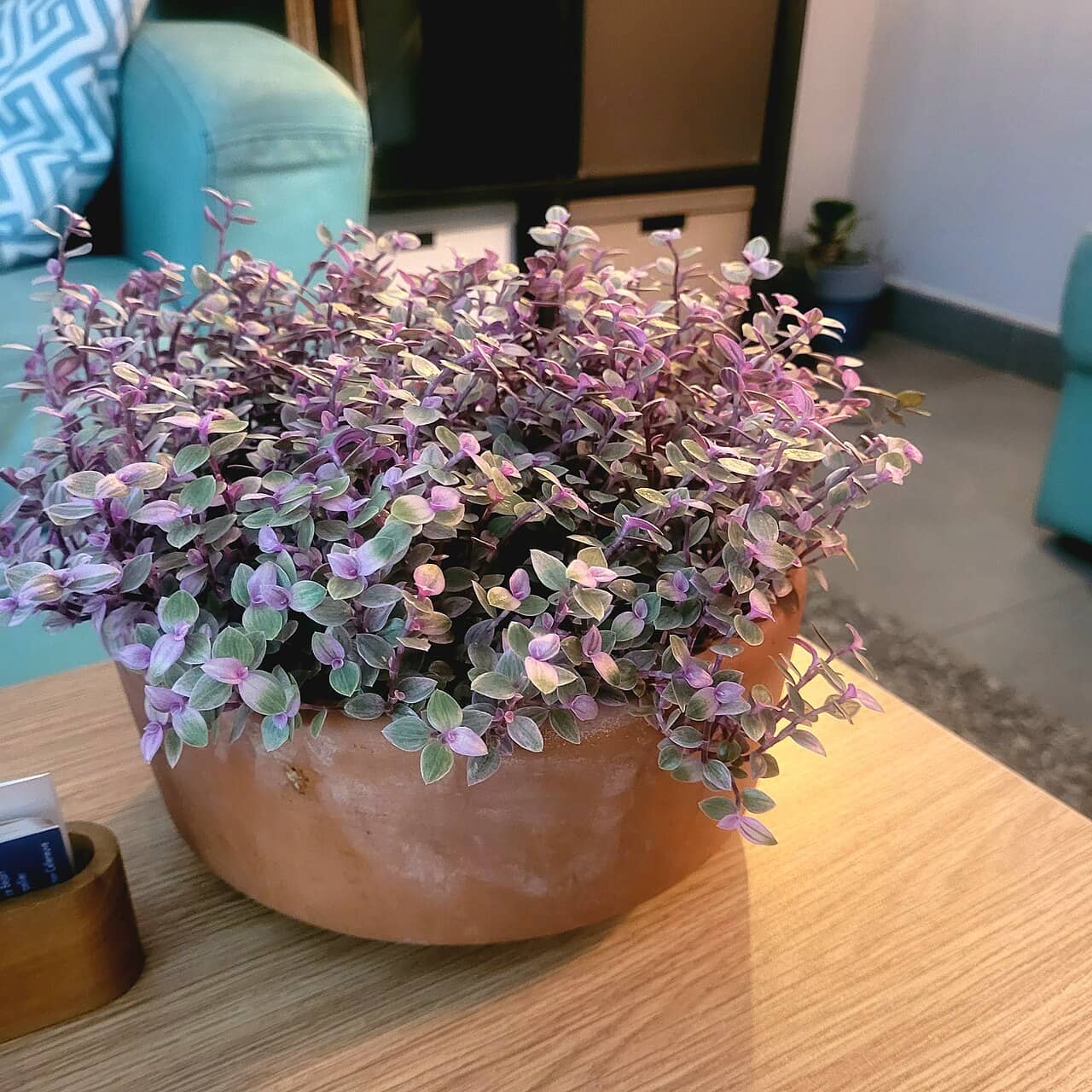 Creeping Basket Plant (Callisia repens), the whole plant.