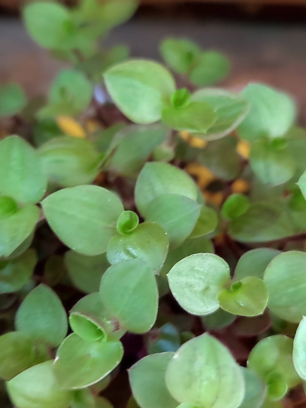 Close view of Creeping Basket Plant (Callisia repens) foliage.