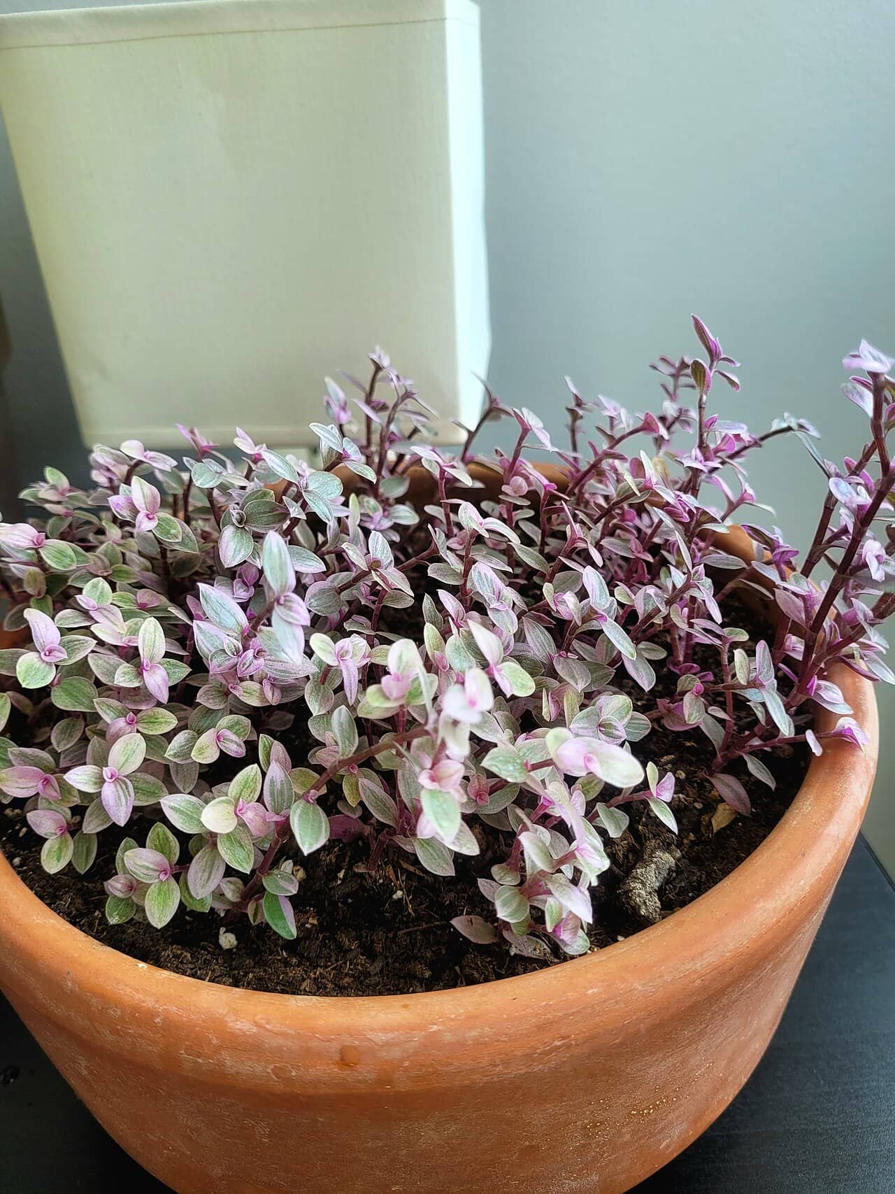 Creeping Basket Plant (Callisia repens) growing in a pot.