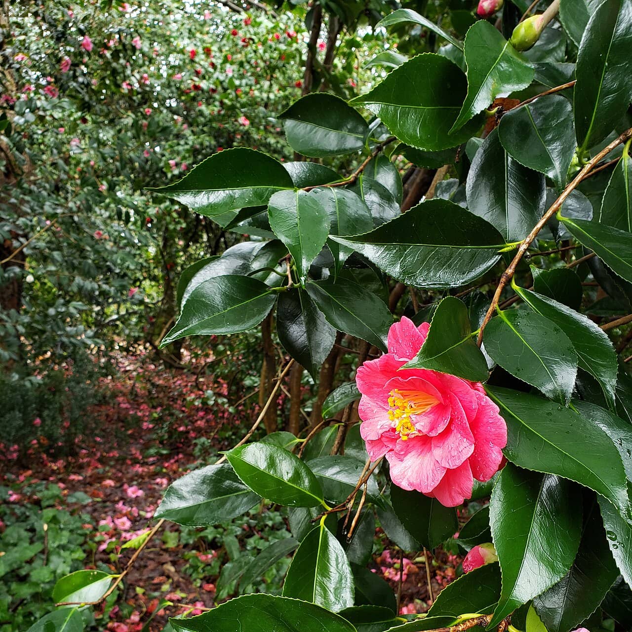 Camellia (Camellia japonica), the whole plant.