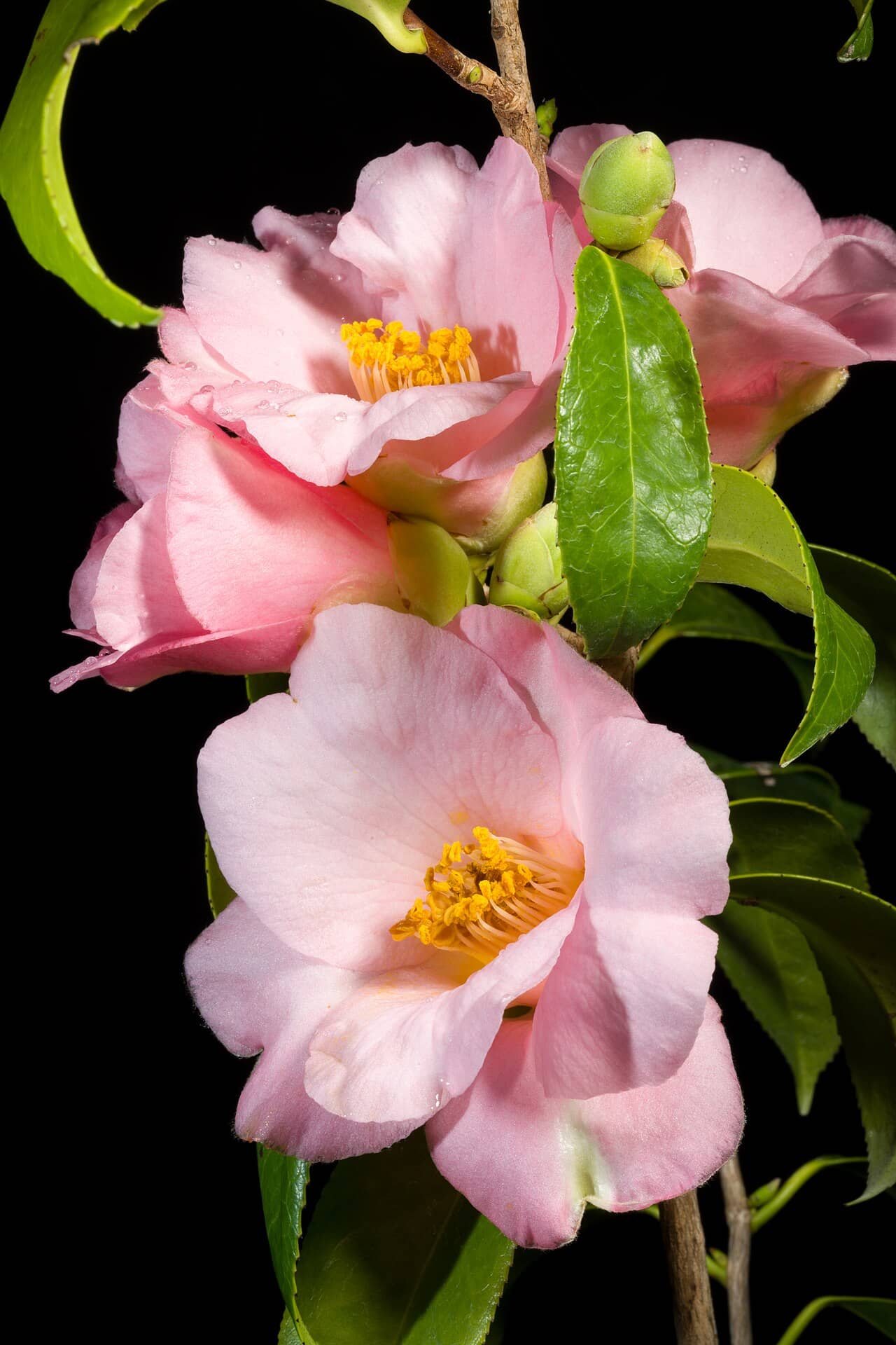 Flowers of Camellia (Camellia japonica).