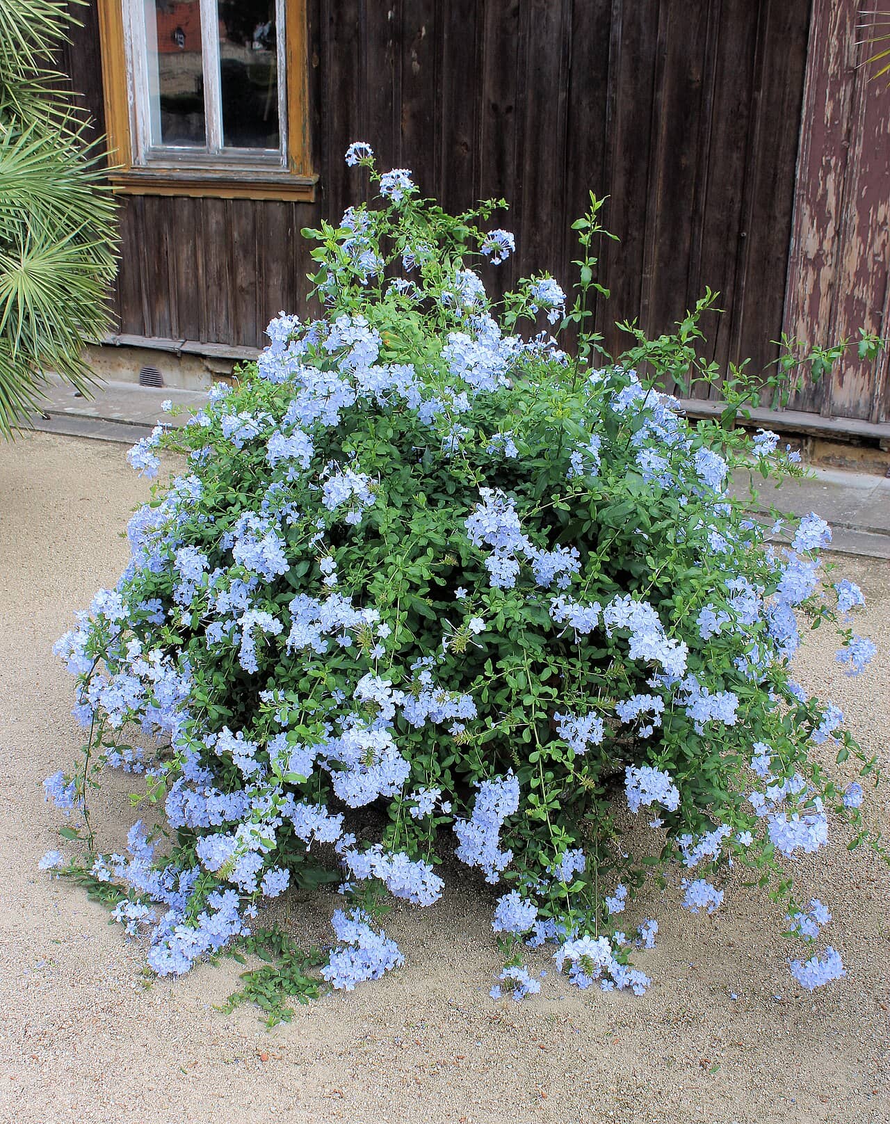 Cape leadwort (Plumbago auriculata), the whole plant.
