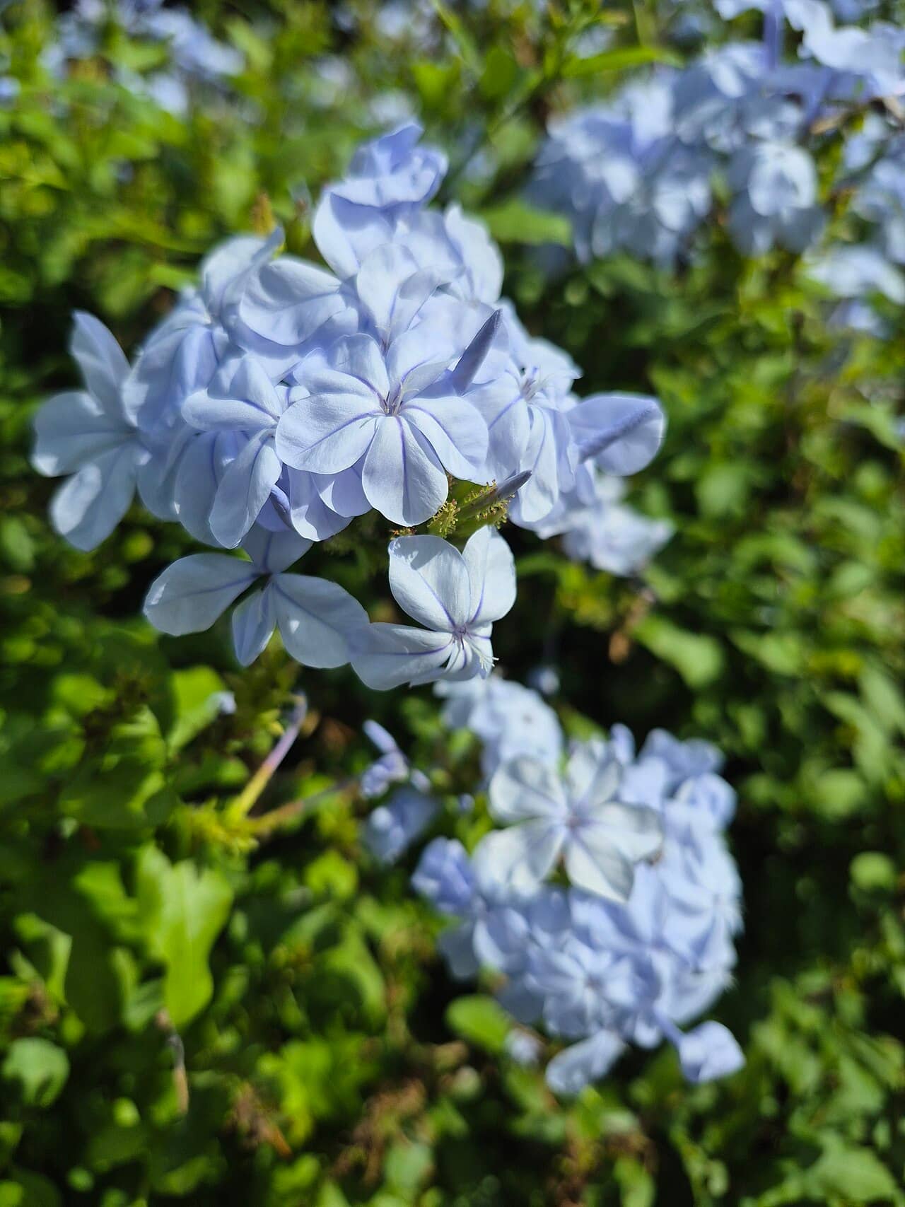 Flowers of Cape leadwort (Plumbago auriculata).