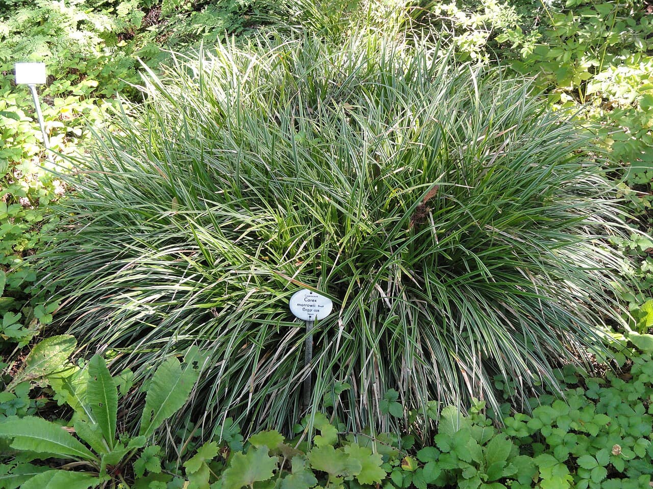 Carex morrowii (Carex morrowii), the whole plant.
