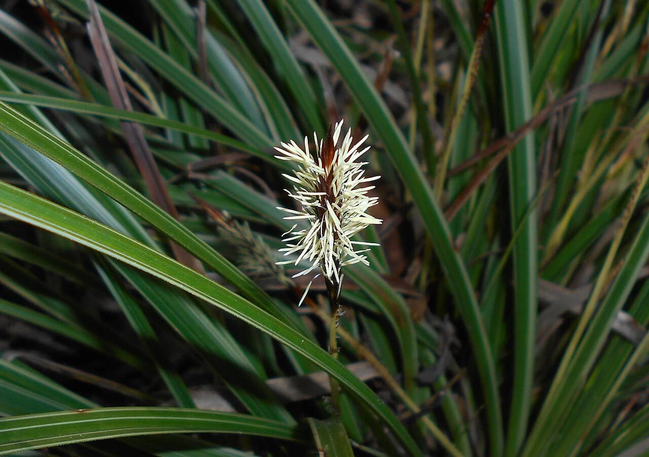 Close view of Carex morrowii (Carex morrowii) foliage.