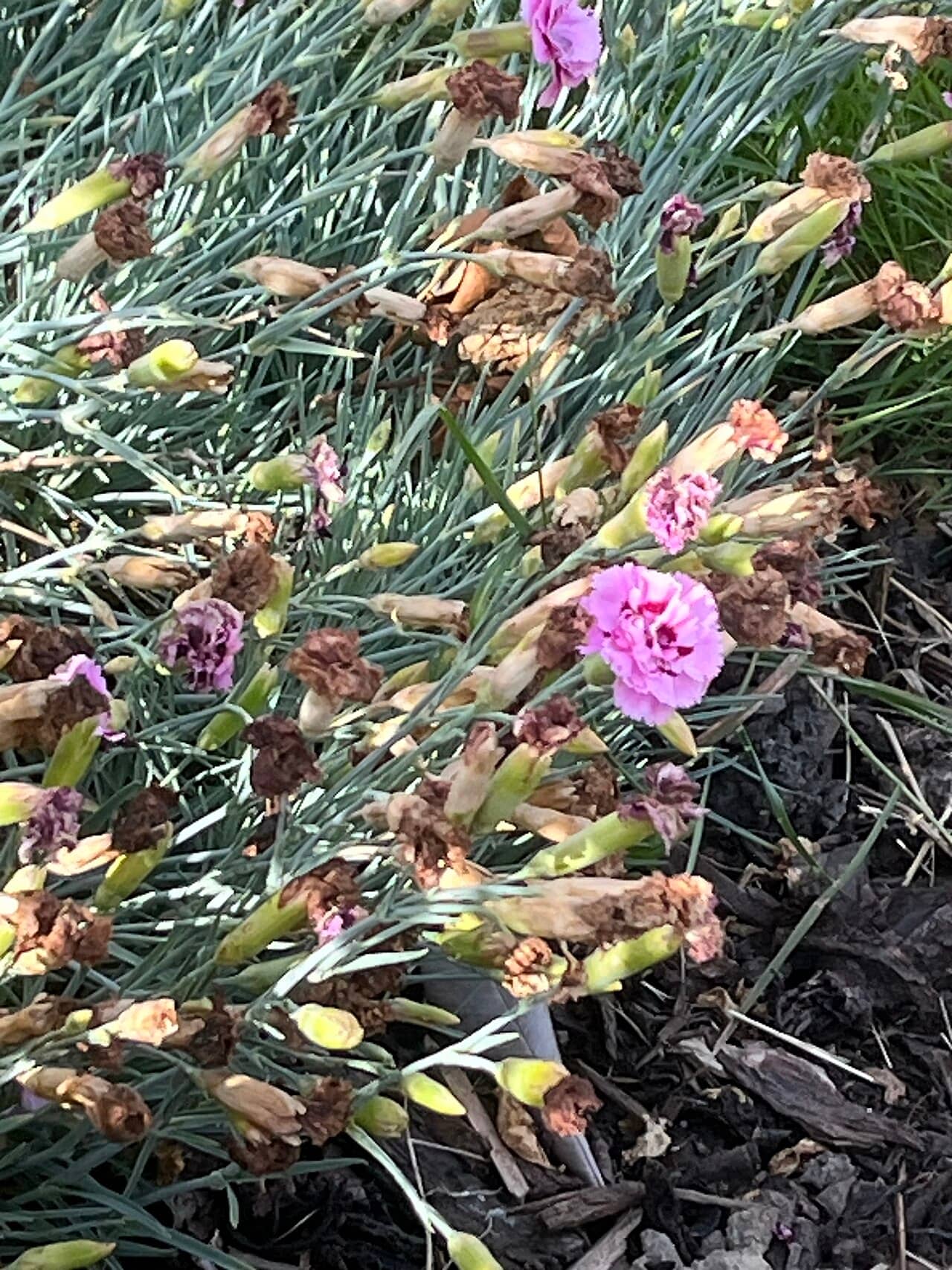 Carnation (Dianthus caryophyllus), the whole plant.