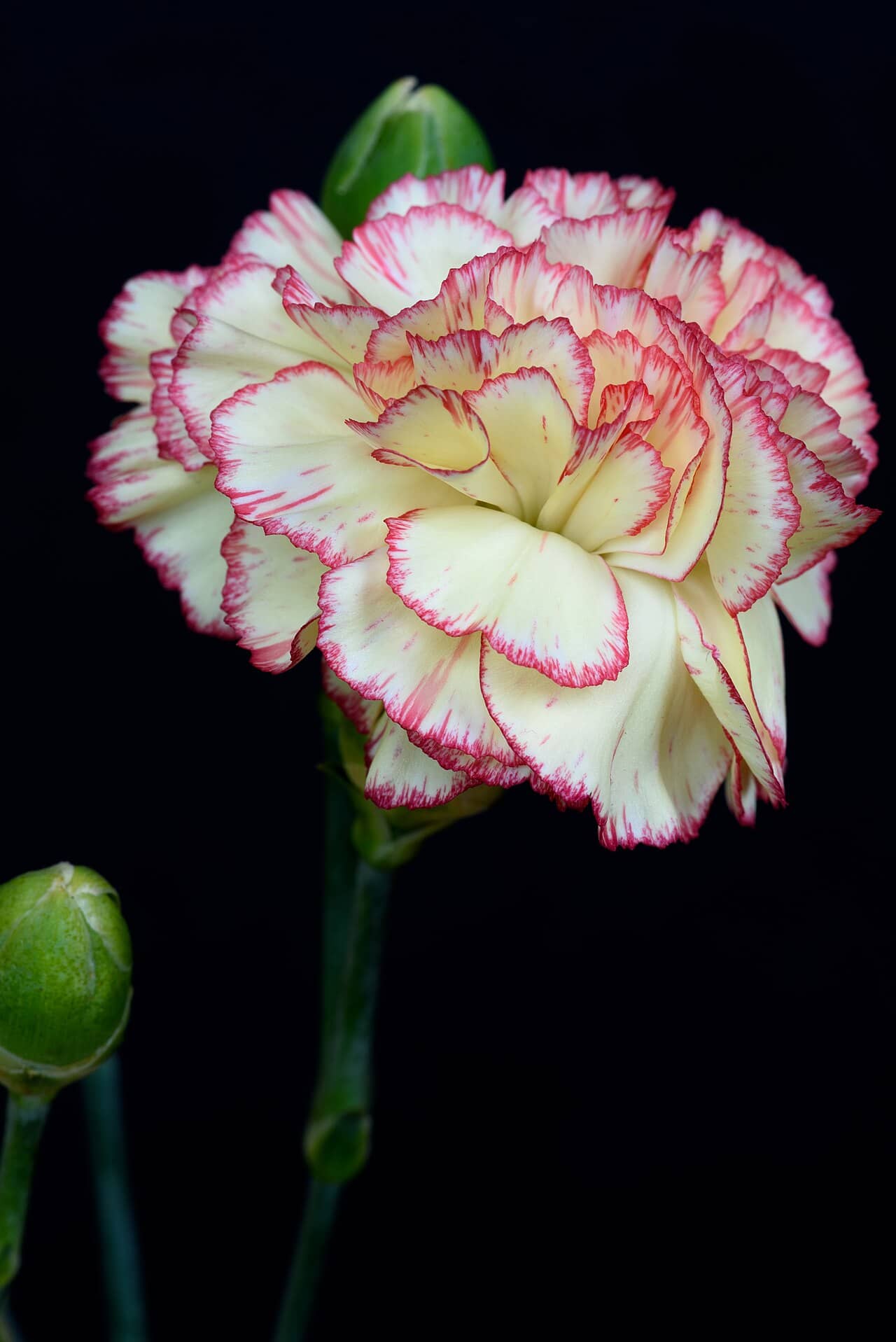 Flowers of Carnation (Dianthus caryophyllus).