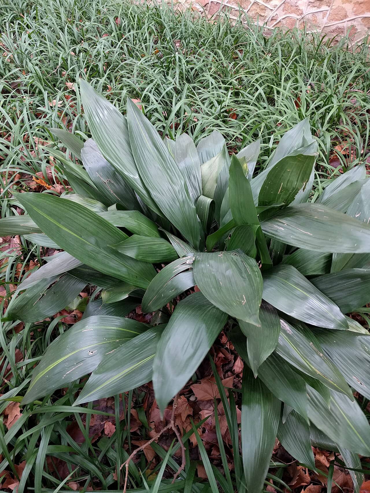 Cast iron plant (Aspidistra elatior), the whole plant.