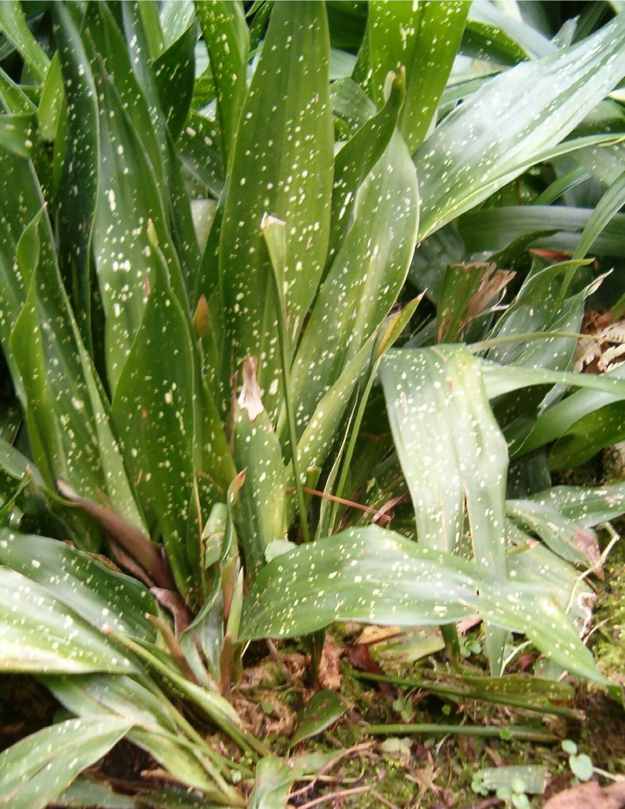 Close view of Cast iron plant (Aspidistra elatior) foliage.