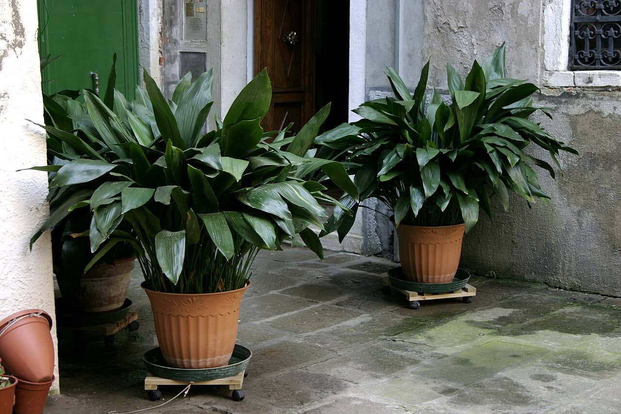 Cast iron plant (Aspidistra elatior) growing in a pot.